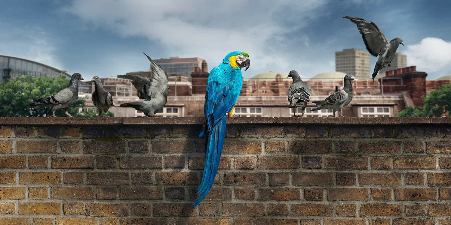 Colorful blue and yellow macaw perched on a brick wall, surrounded by pigeons with some pigeons flying and others standing on the wall, urban cityscape in the background with buildings and clouds.