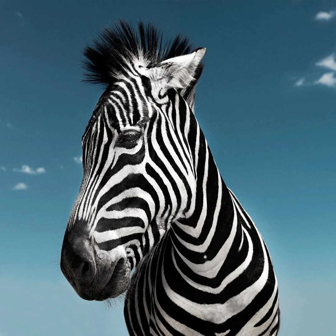 Close-up of a zebra's head and part of its neck against a blue sky with a few clouds.