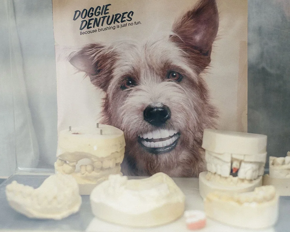 Dog-themed dental props, including dental molds and a poster of a dog with a smiling mouth, with the text "Doggie Dentures" and "Because brushing is just no fun."