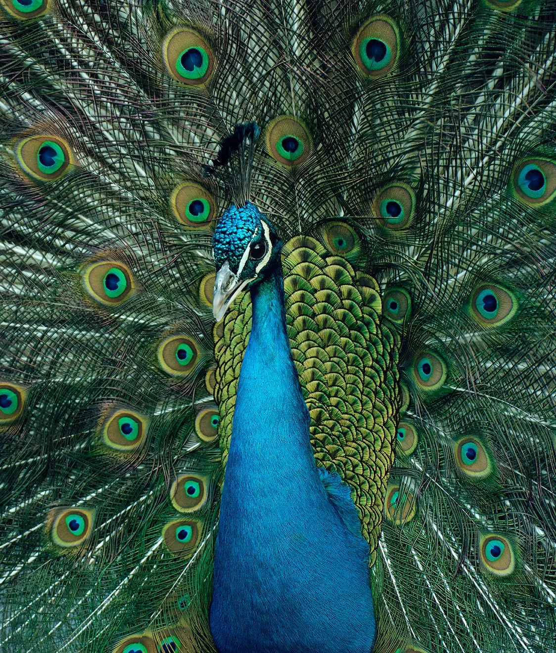 Peacock-Edit.jpg