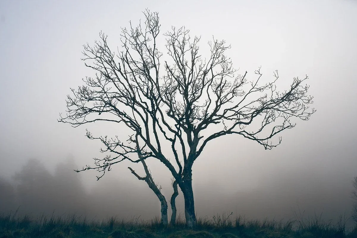 A leafless tree standing alone in a foggy landscape.