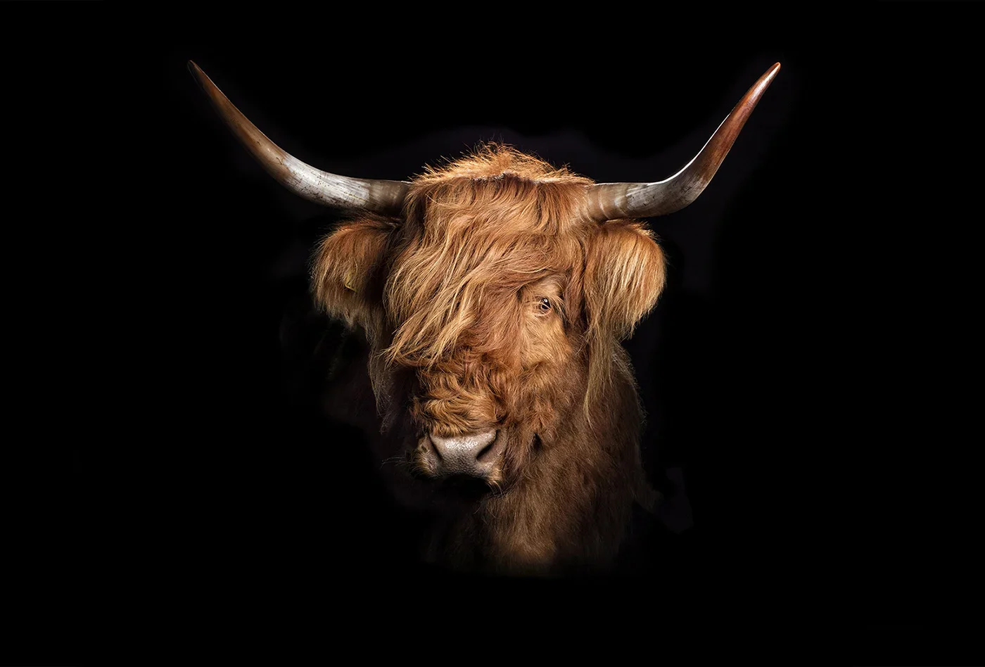 Portrait of a Highland cow with long horns and shaggy brown fur against a black background.