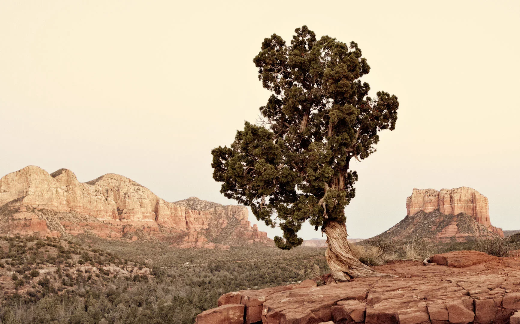 A solitary, twisted juniper tree on a rocky ledge in a desert landscape with reddish rock formations and layered cliffs in the background.