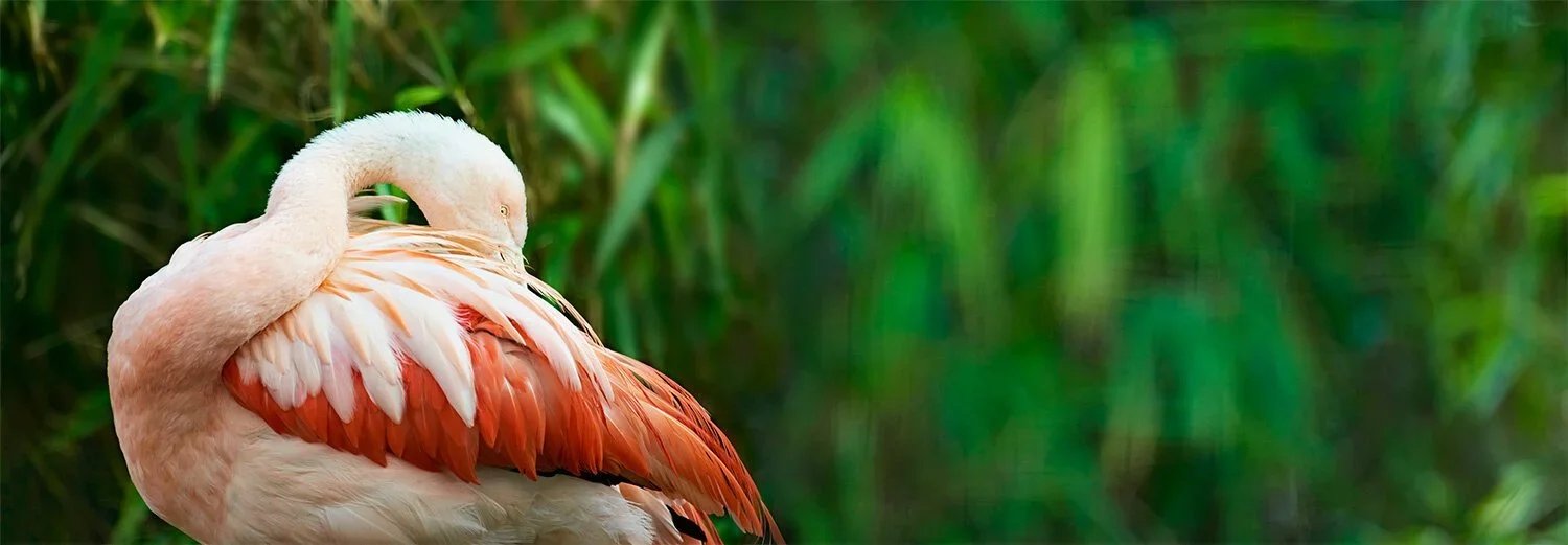 Flamingo with its head tucked into its feathers in a green natural environment.