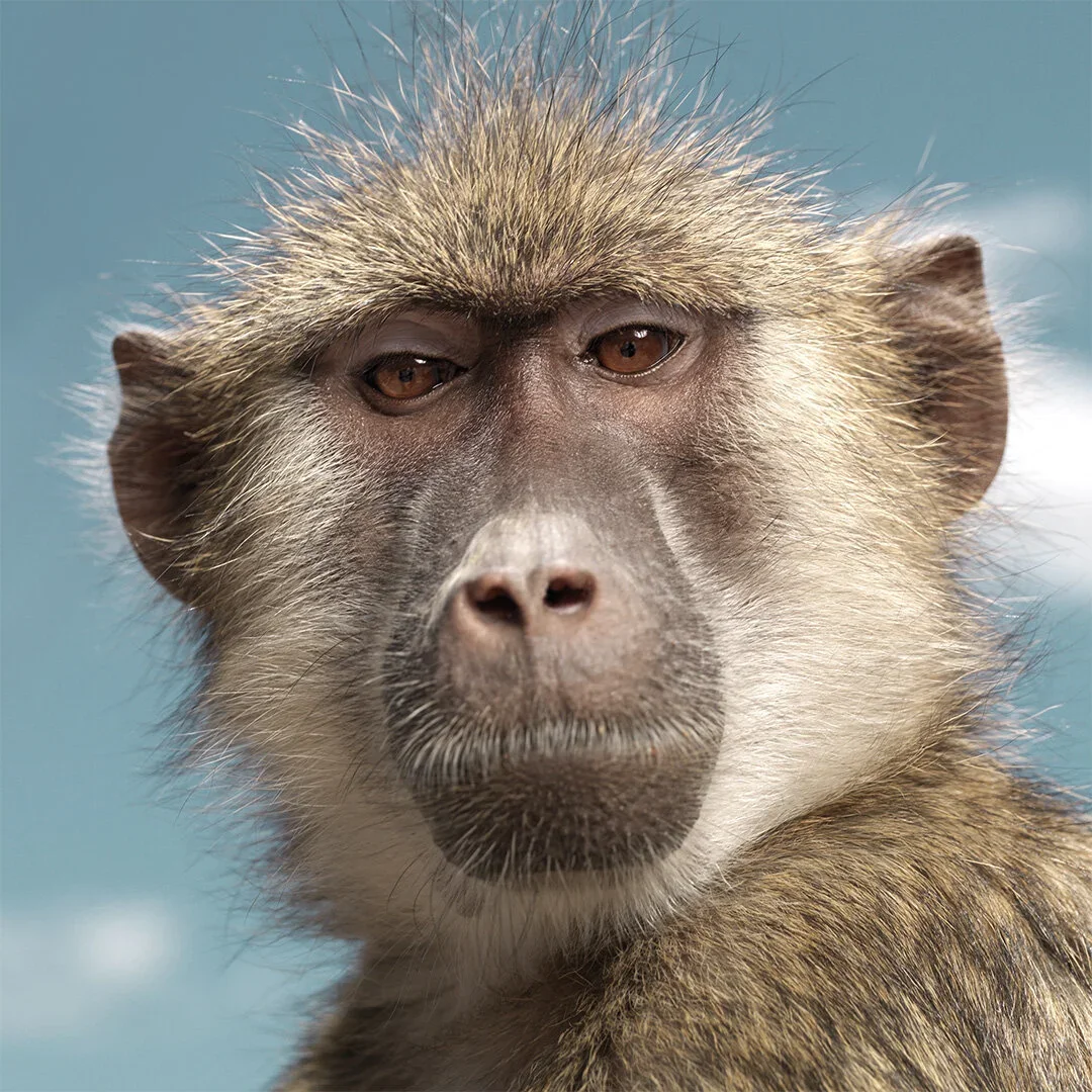 Close-up of a monkey's face with brown eyes, covered in brown and gray fur, against a blue sky background.