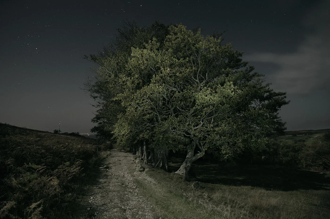 A dirt path runs beside a line of trees in a dark, rural landscape at night, with a starry sky overhead.