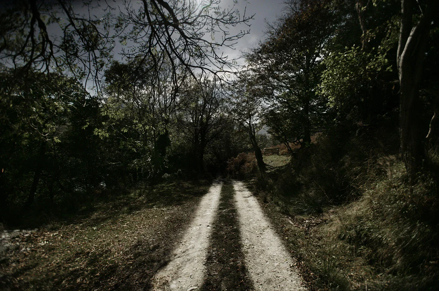 Dirt road through a wooded area with trees on both sides and a bench in the distance.