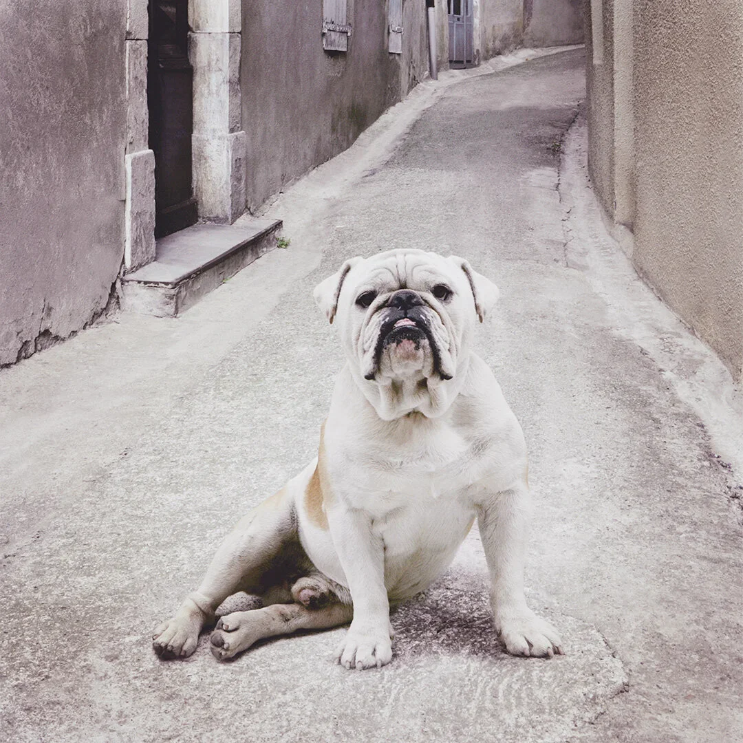 A white bulldog sitting on a narrow concrete street between two buildings, looking at the camera.