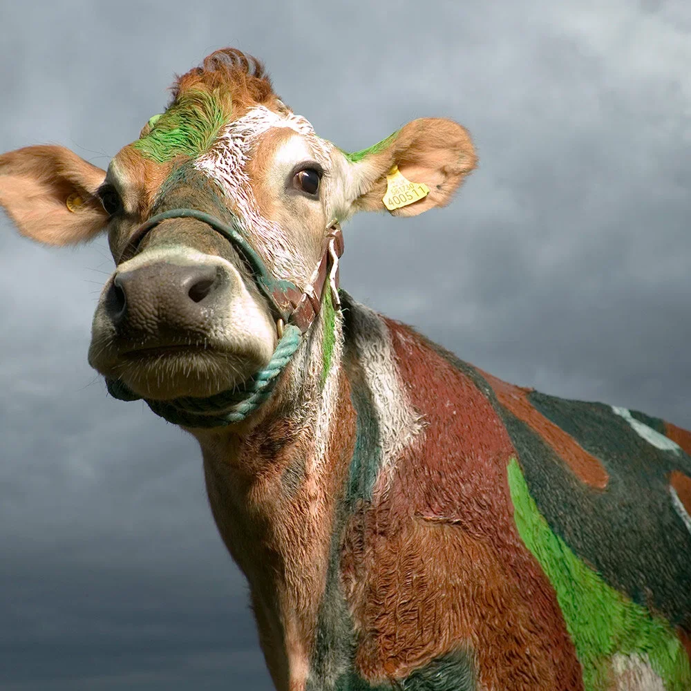Close-up of a cow with painted colorful markings on its face and body, standing against a cloudy sky.