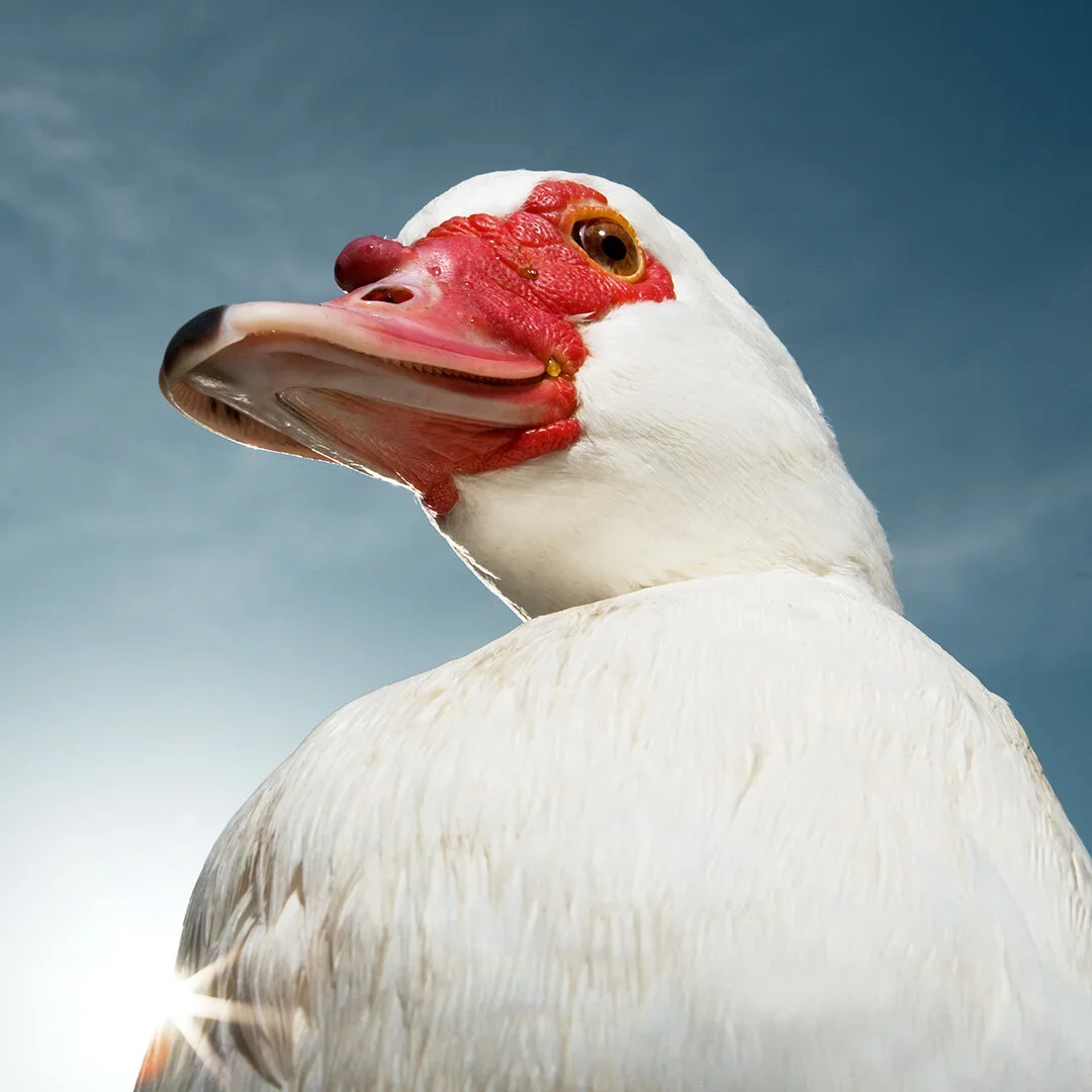 A close-up view of a bird with a duck's body and a goose's head, featuring a white body, red facial features, and a pink beak, against a cloudy sky background.