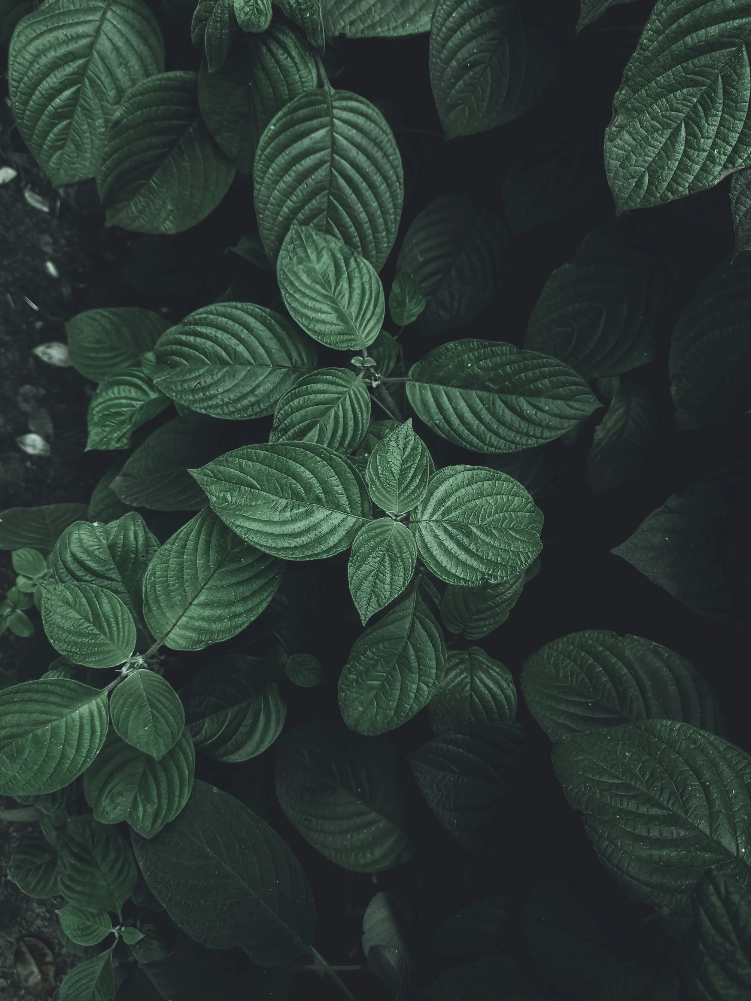 EMDR therapy session for trauma and emotional regulation