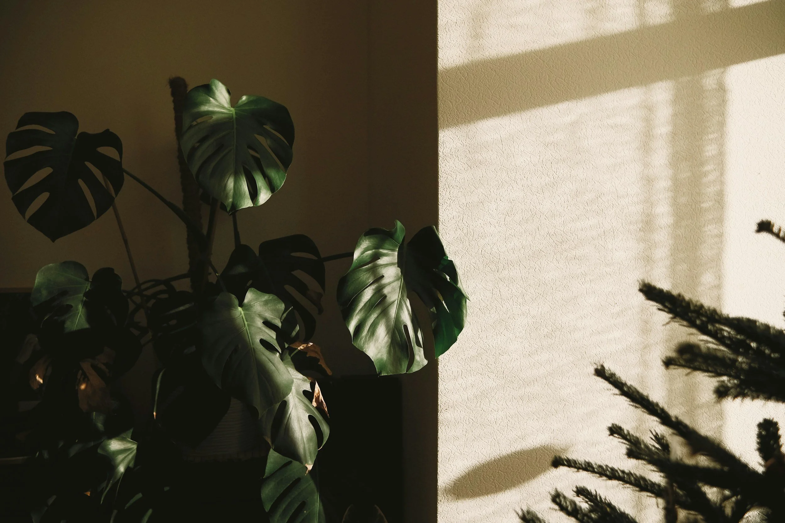 Sunlight casts shadows on a yellow textured wall with a green monstera plant in the foreground.