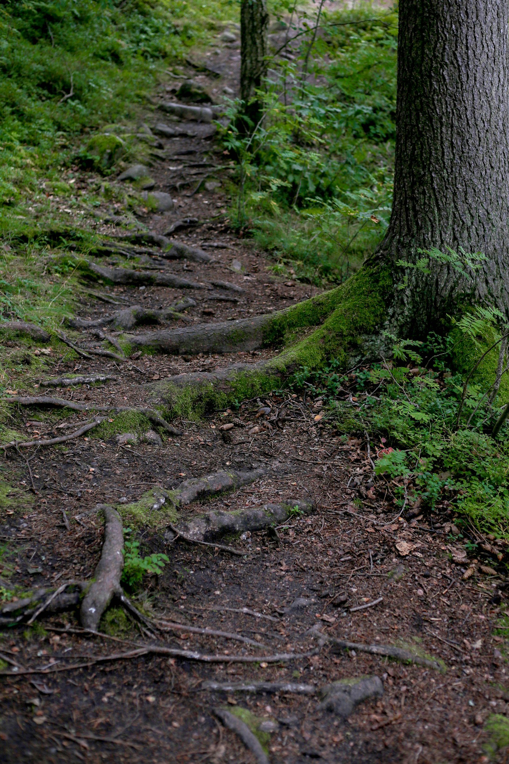 A narrow dirt path in a green forest with tree roots and rocks along the trail.