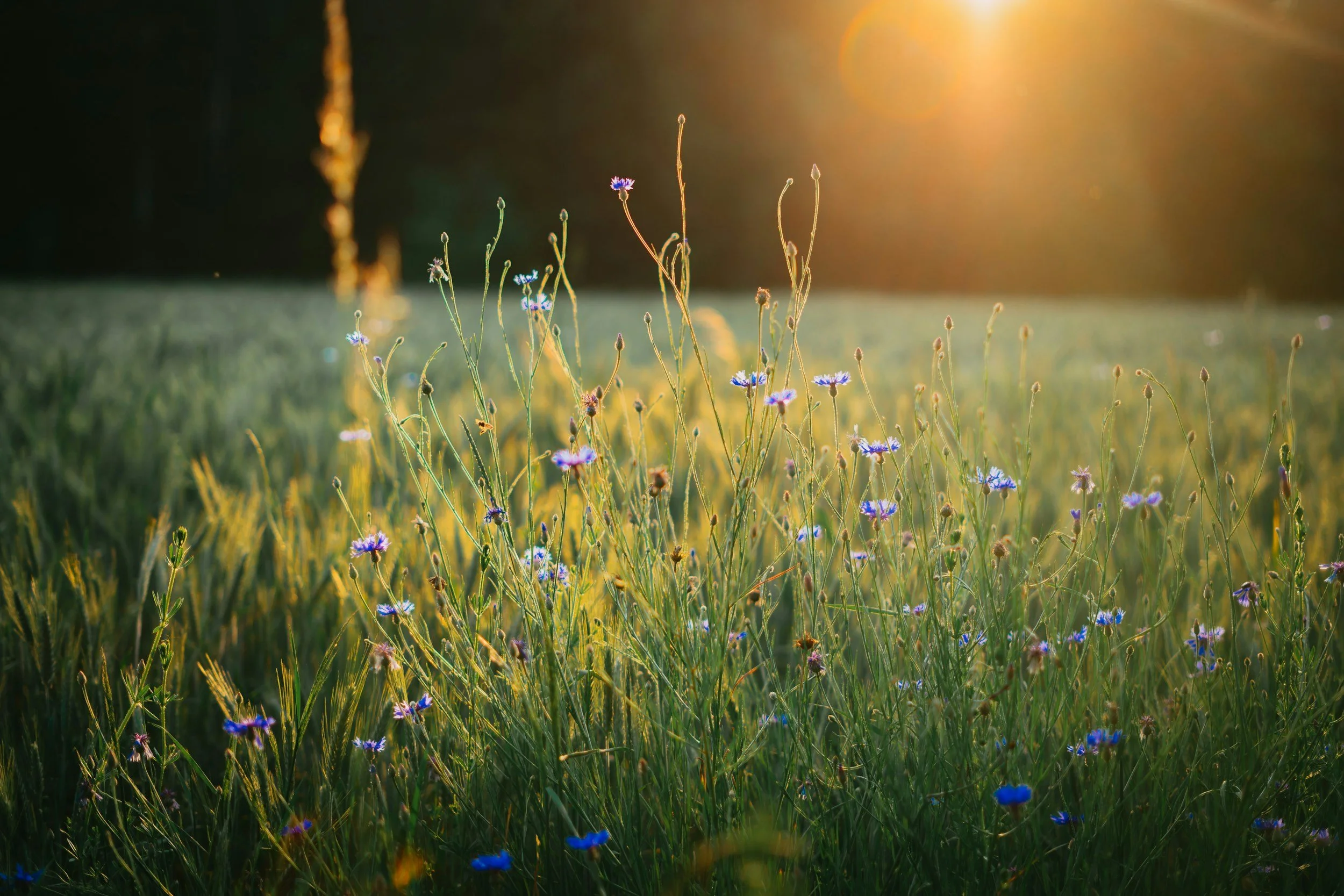 Close-up of wildflowers in a field during sunset with golden light, including small purple, blue, and pink blossoms.
