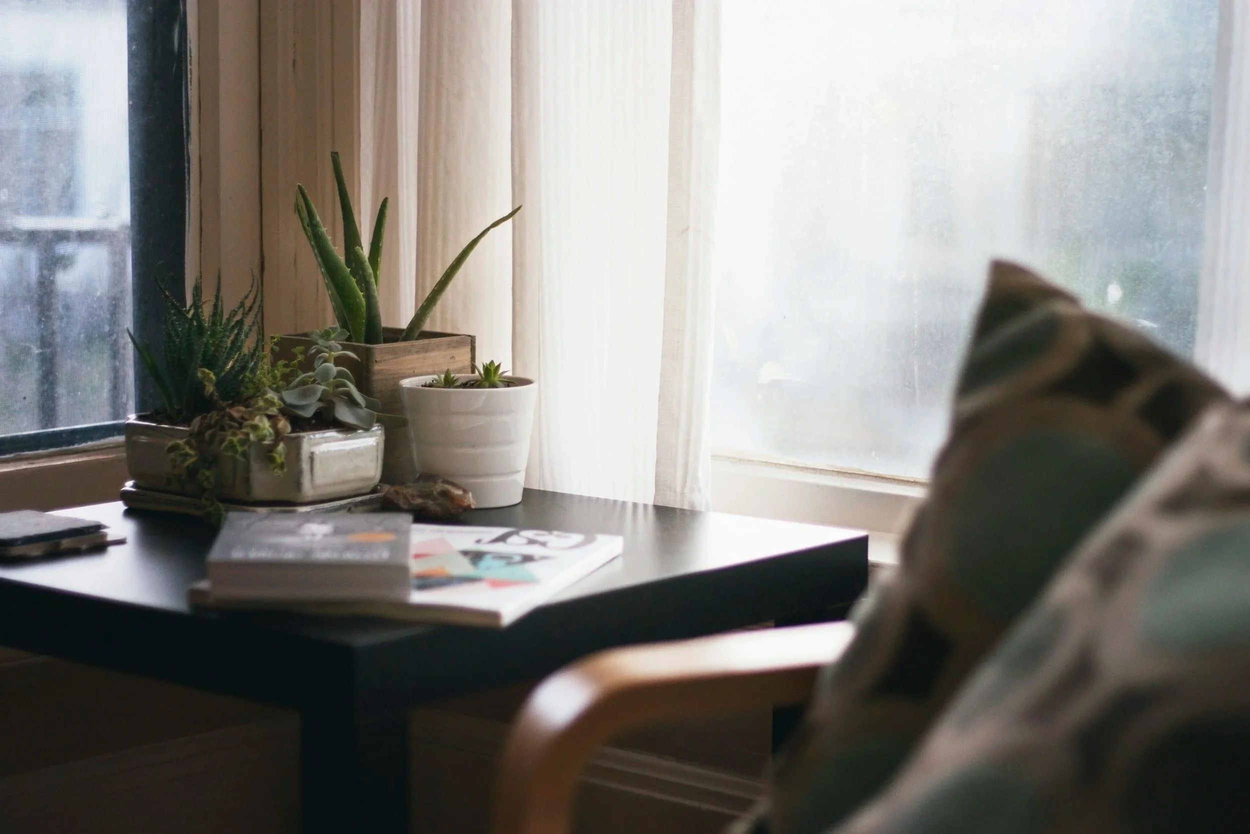 Plants on a windowsill with cream-colored curtains and a frosted window, including various succulents and an aloe vera plant.