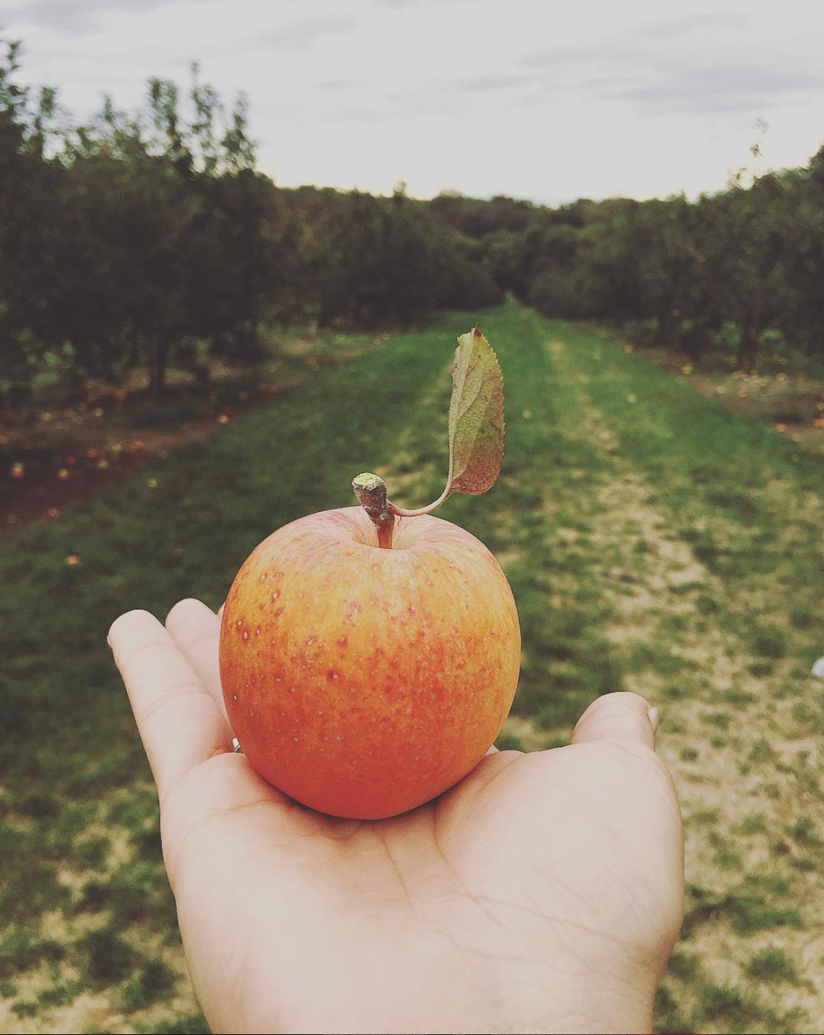 Midwest Aesthetic3.png