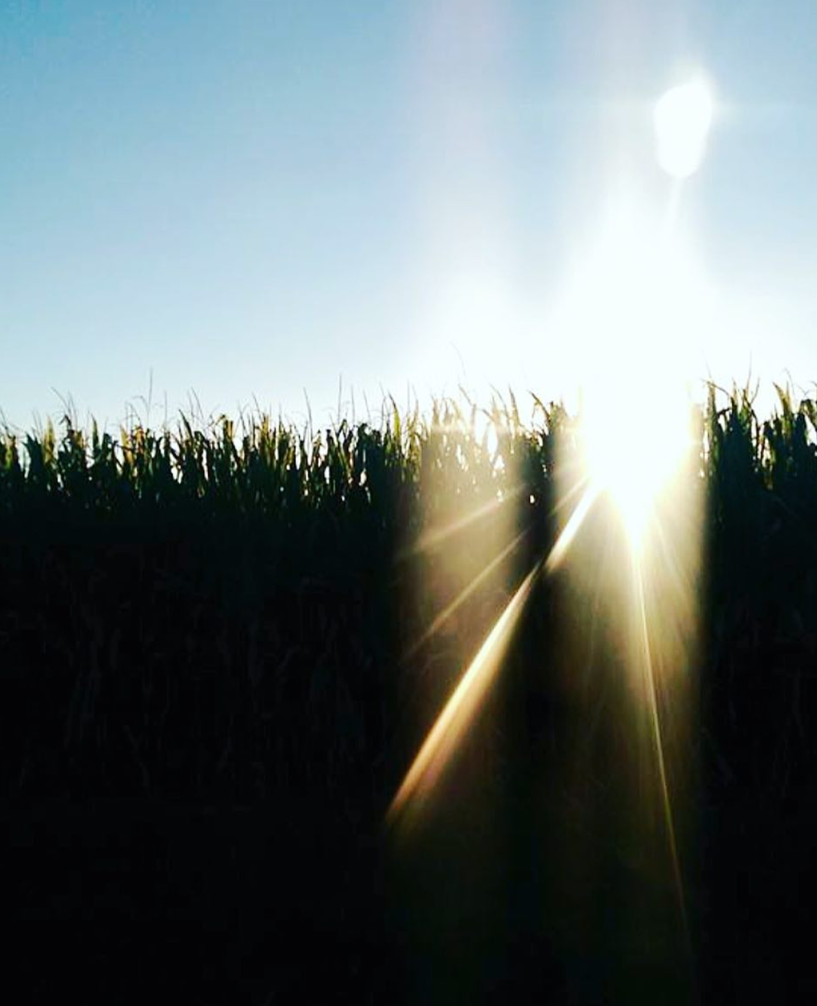 Midwest Aesthetic.png