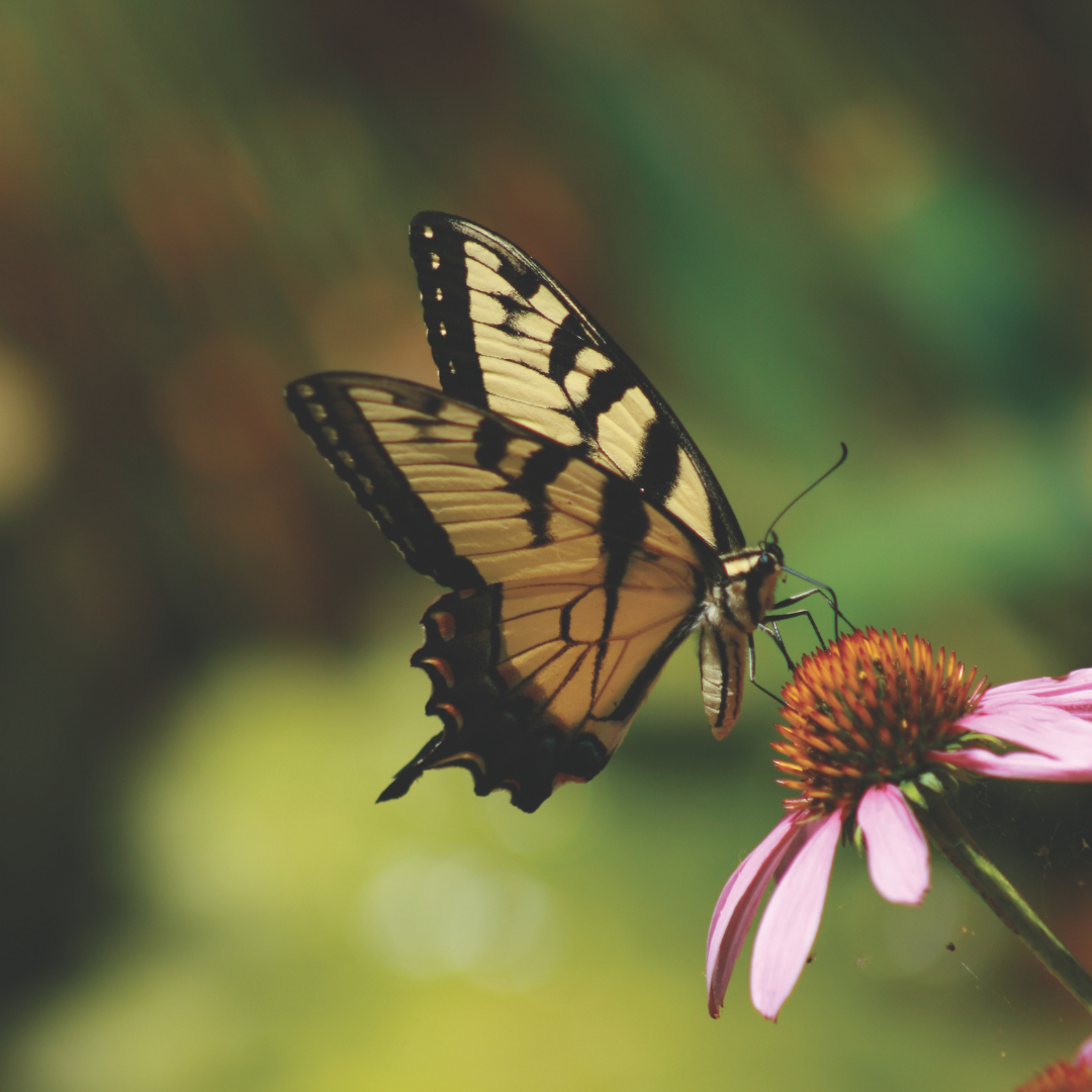 A butterfly with yellow and black wings perched on a pink flower with orange center, against a blurred green background.