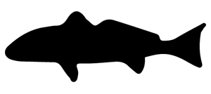 Charleston Fly Fishing Guides