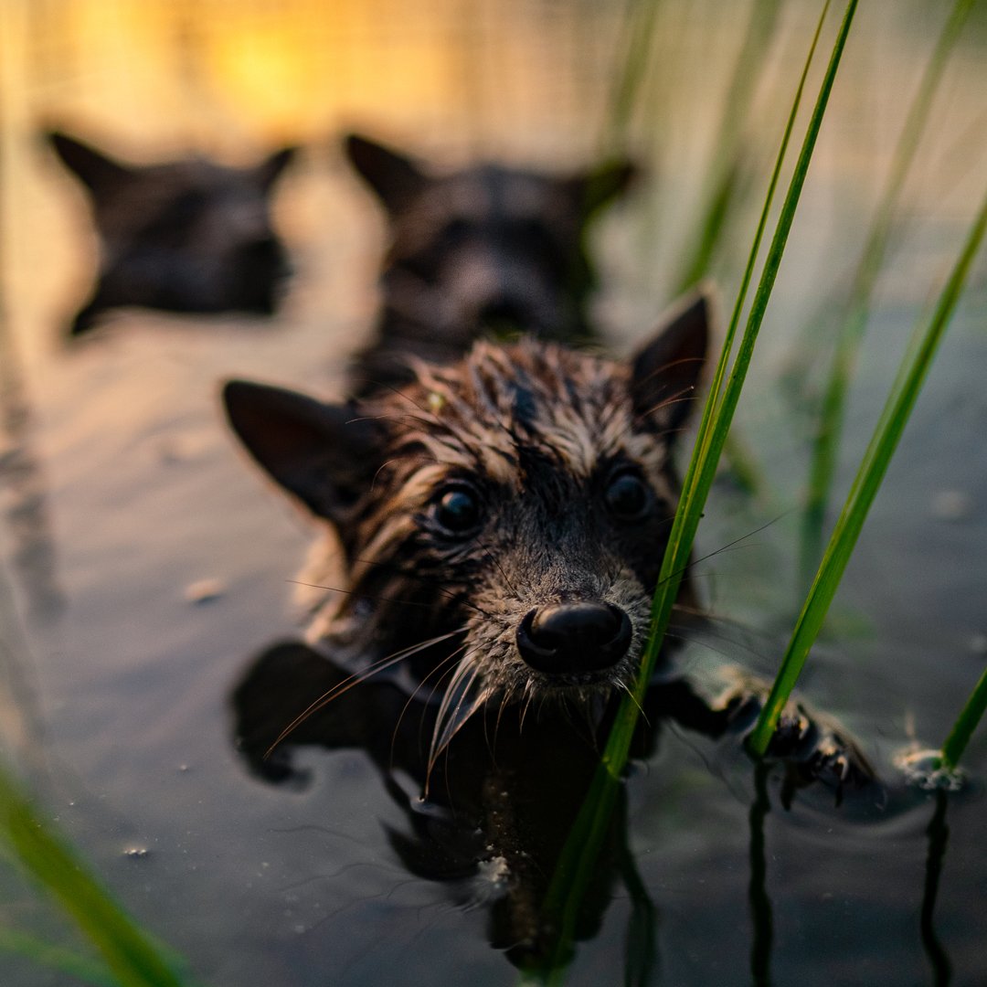 Raccoons seen swimming near Charleston, SC.