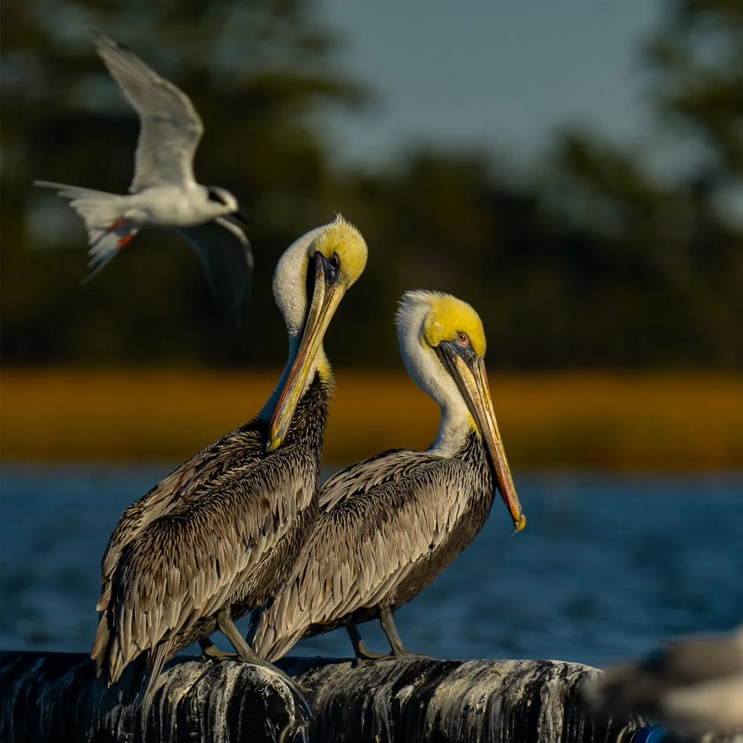 Wildlife viewing while on Charleston, SC fly fishing trip.