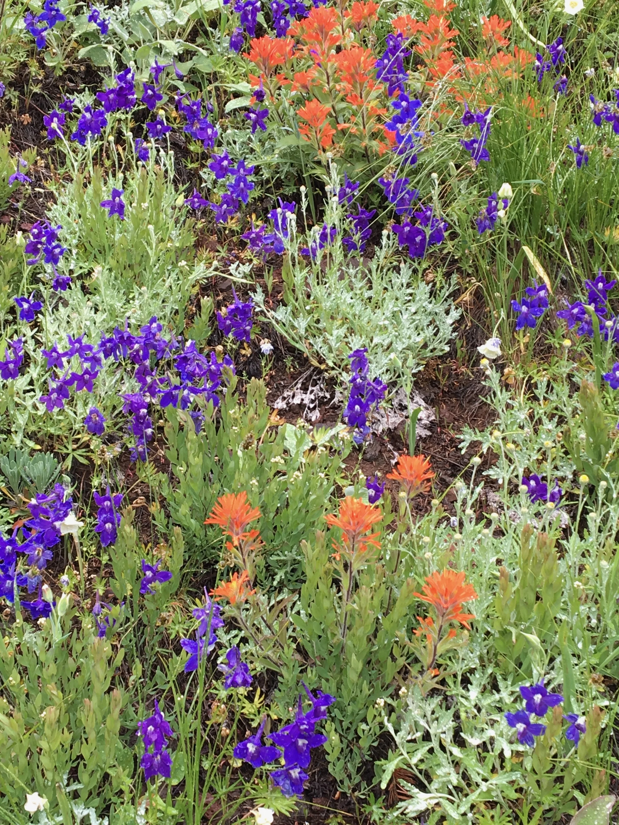 A garden bed filled with vibrant purple, orange, and white flowers, with green foliage and soil visible.