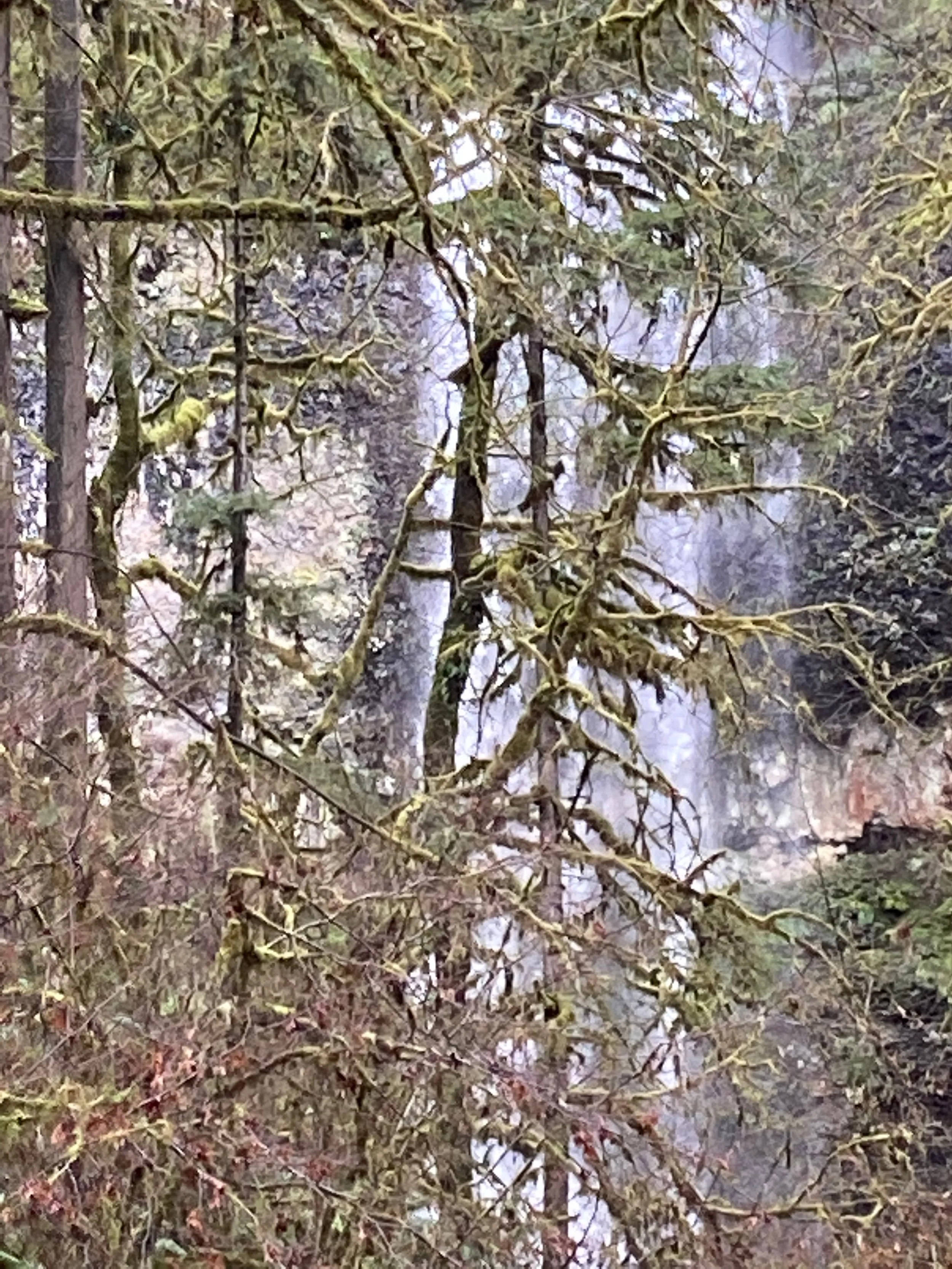 Moss-covered trees and branches in a foggy forest.