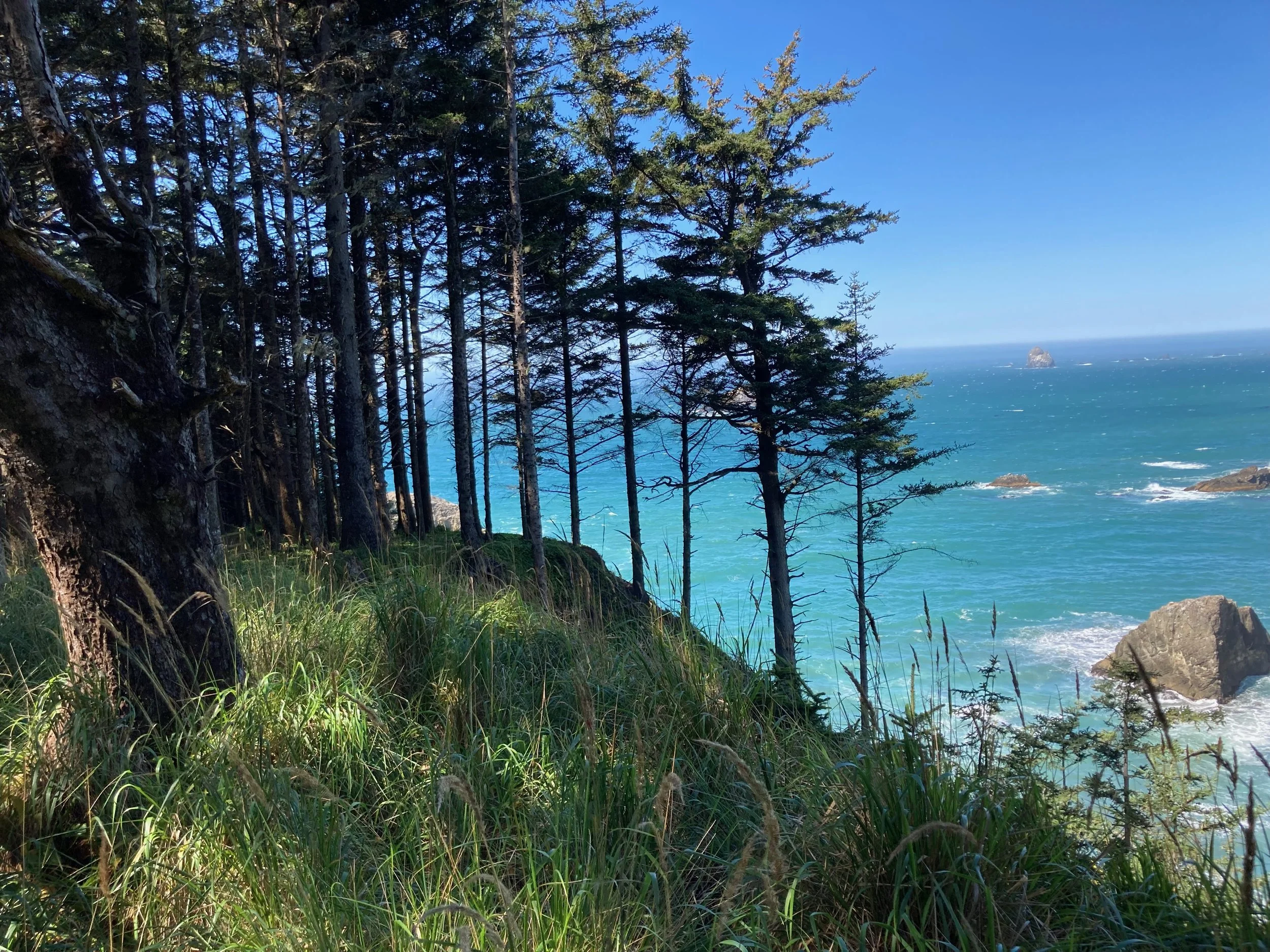 Trees on a grassy slope overlooking the blue ocean with rocks and small islands in the distance under a clear sky.