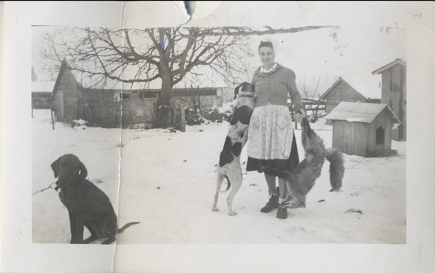 Black and white photo of a woman outside in snow with three dogs, one sitting and two standing, in front of a barn and trees.