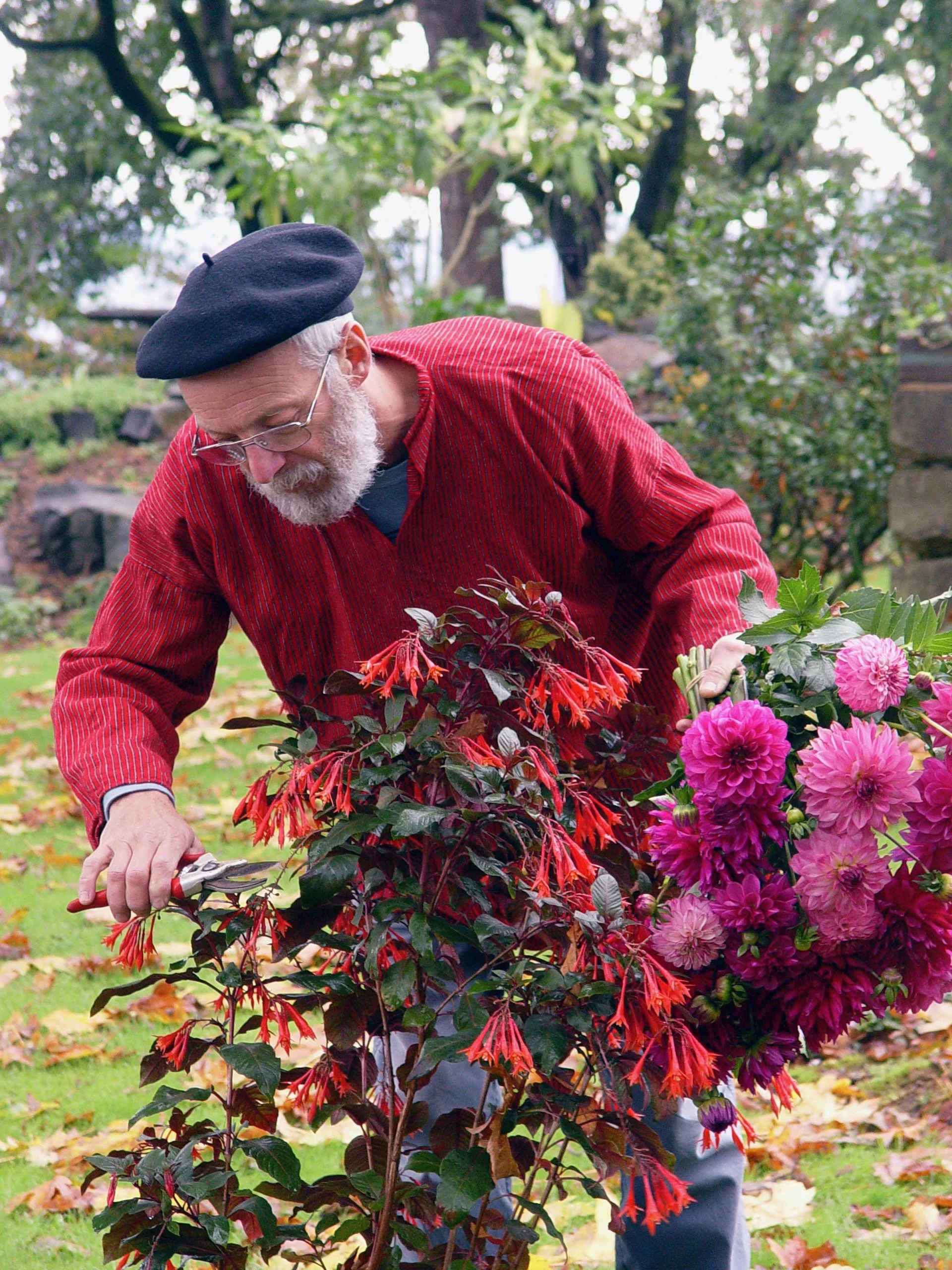 An older man with glasses, a white beard, wearing a black beret and a red jacket, is pruning a flowering shrub with red and pink flowers in a garden with green trees and fallen leaves.
