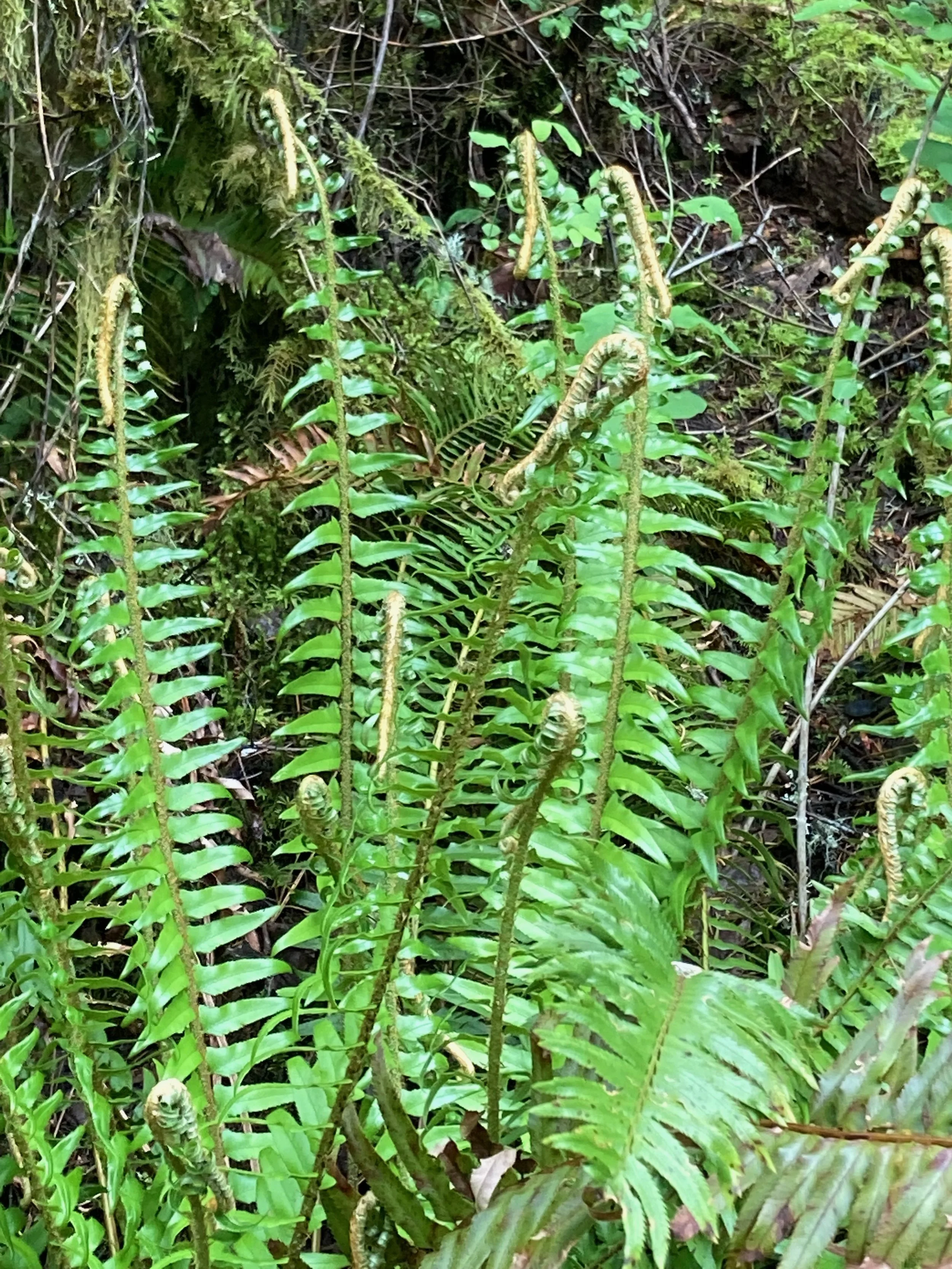 Ferns in a lush forest with unfurling fiddlehead fronds.
