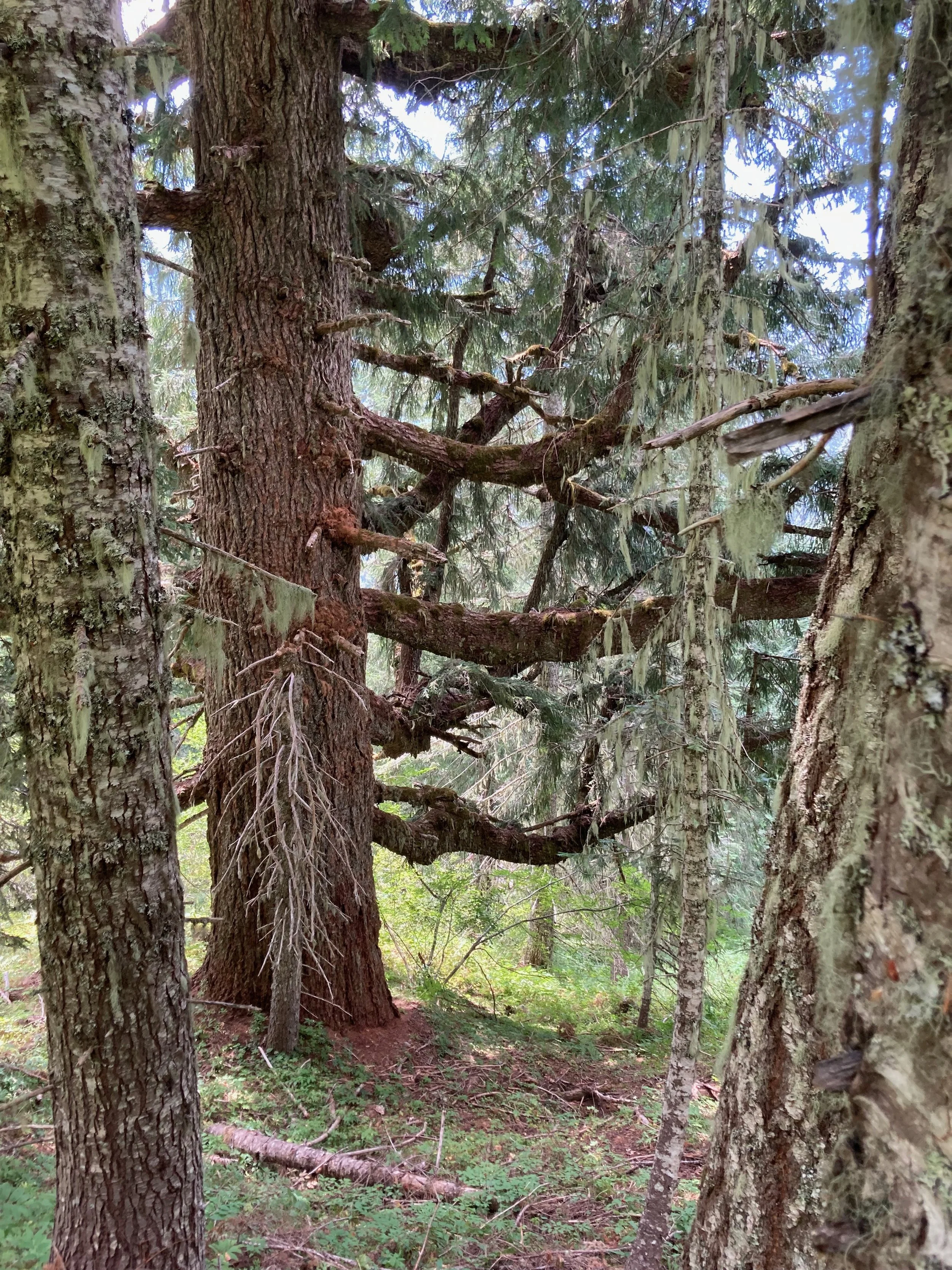 A forest scene with tall trees and green foliage, including a tree with a unique branch structure extending horizontally.