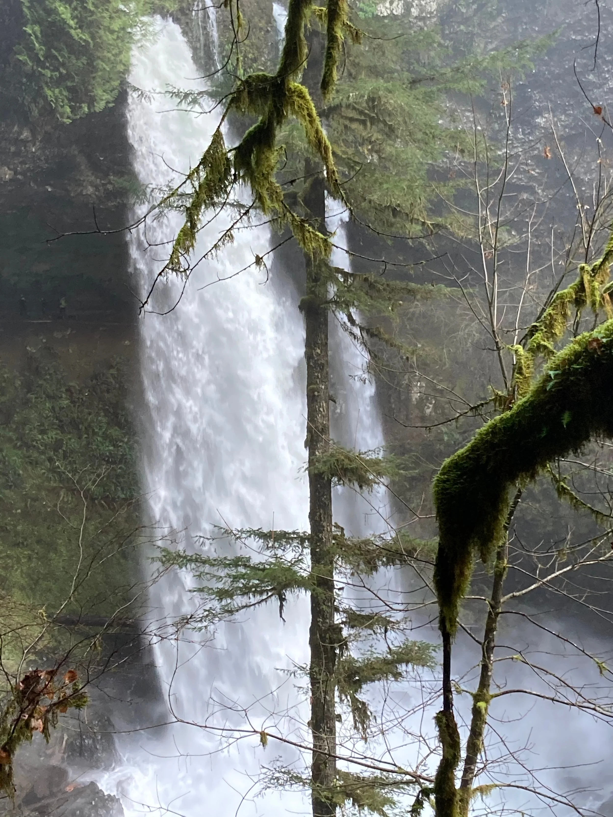 A waterfall cascading down a rocky cliff surrounded by moss-covered trees and lush green forest.