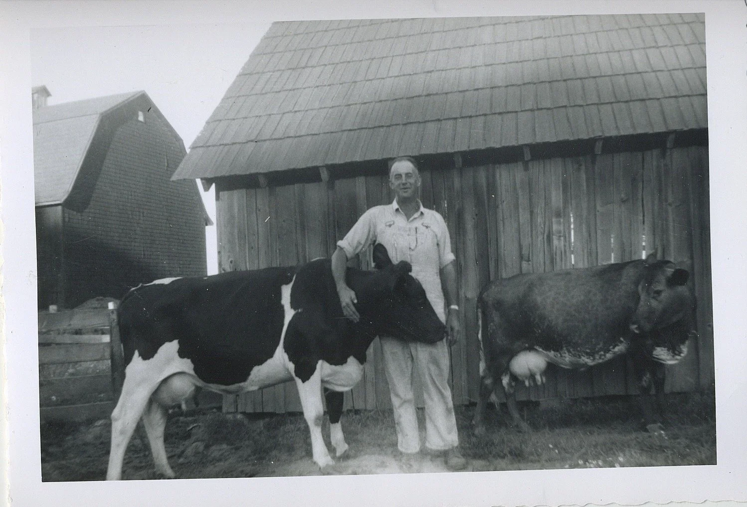 Black and white photo of a man standing between a Holstein cow on his left and a brown cow on his right outside a barn.