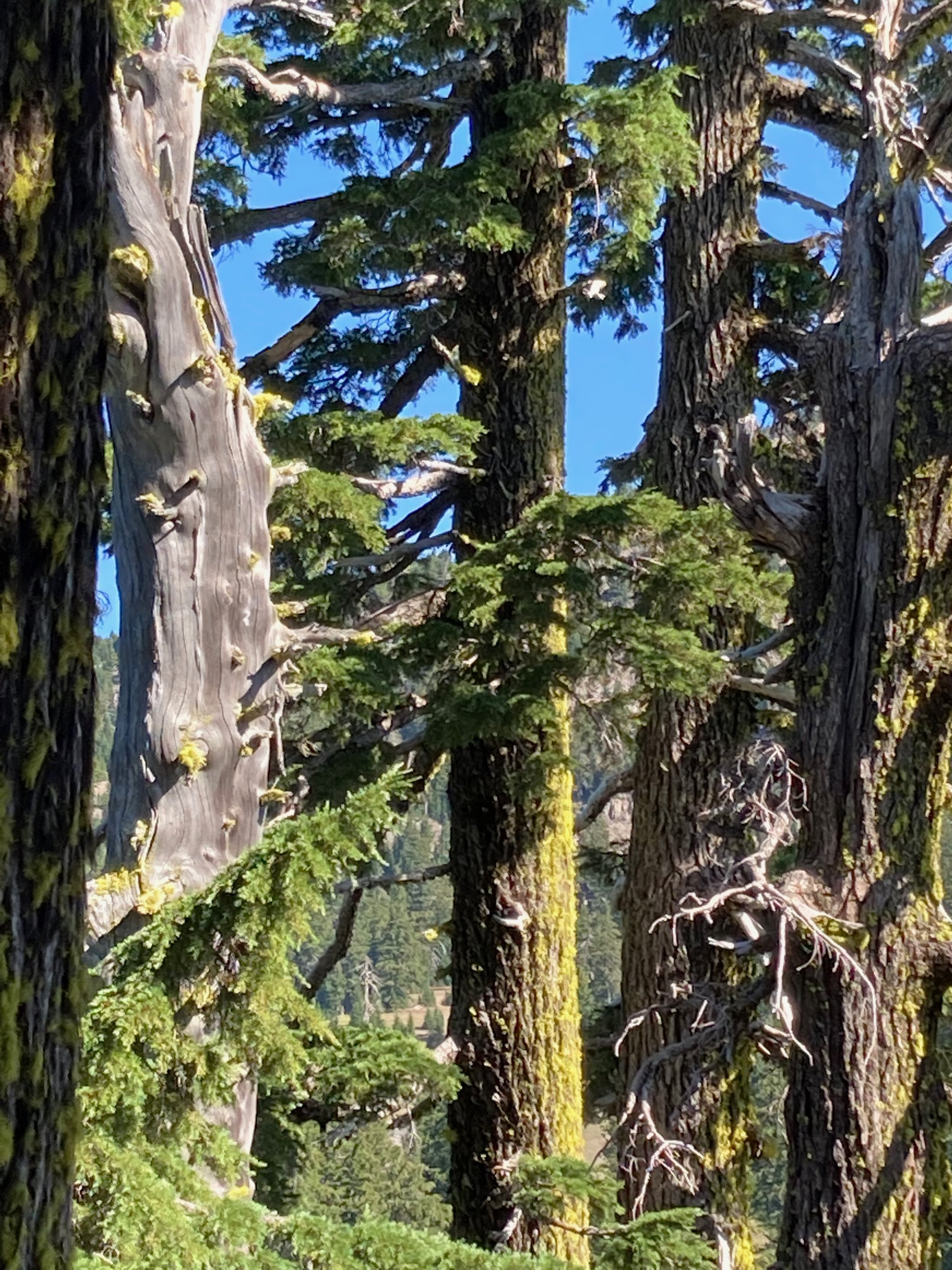 Tall pine trees with thick, textured bark, some covered in moss, set against a bright blue sky with green foliage in the background.