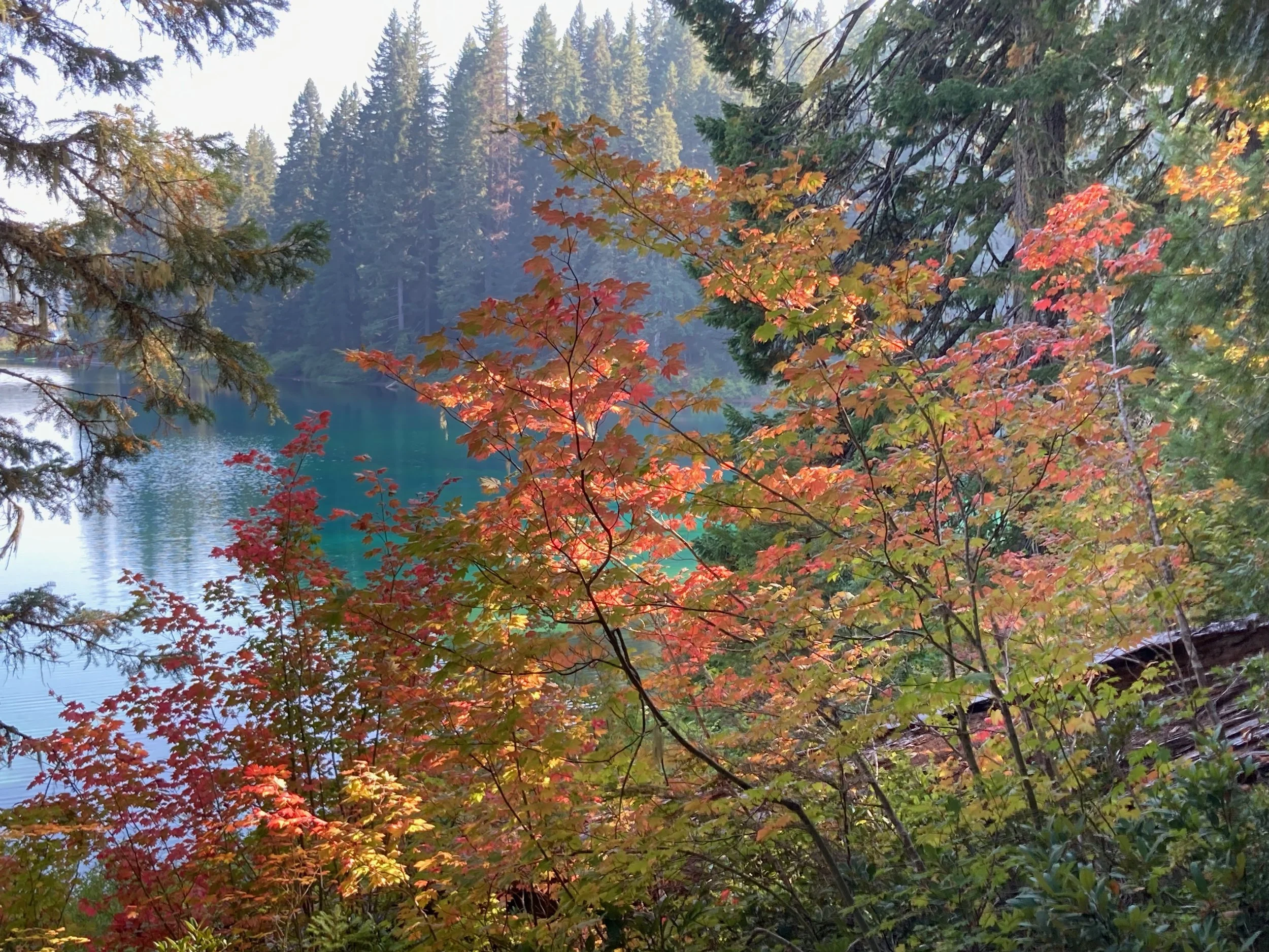 Colorful autumn leaves near a lake with an evergreen forest in the background.