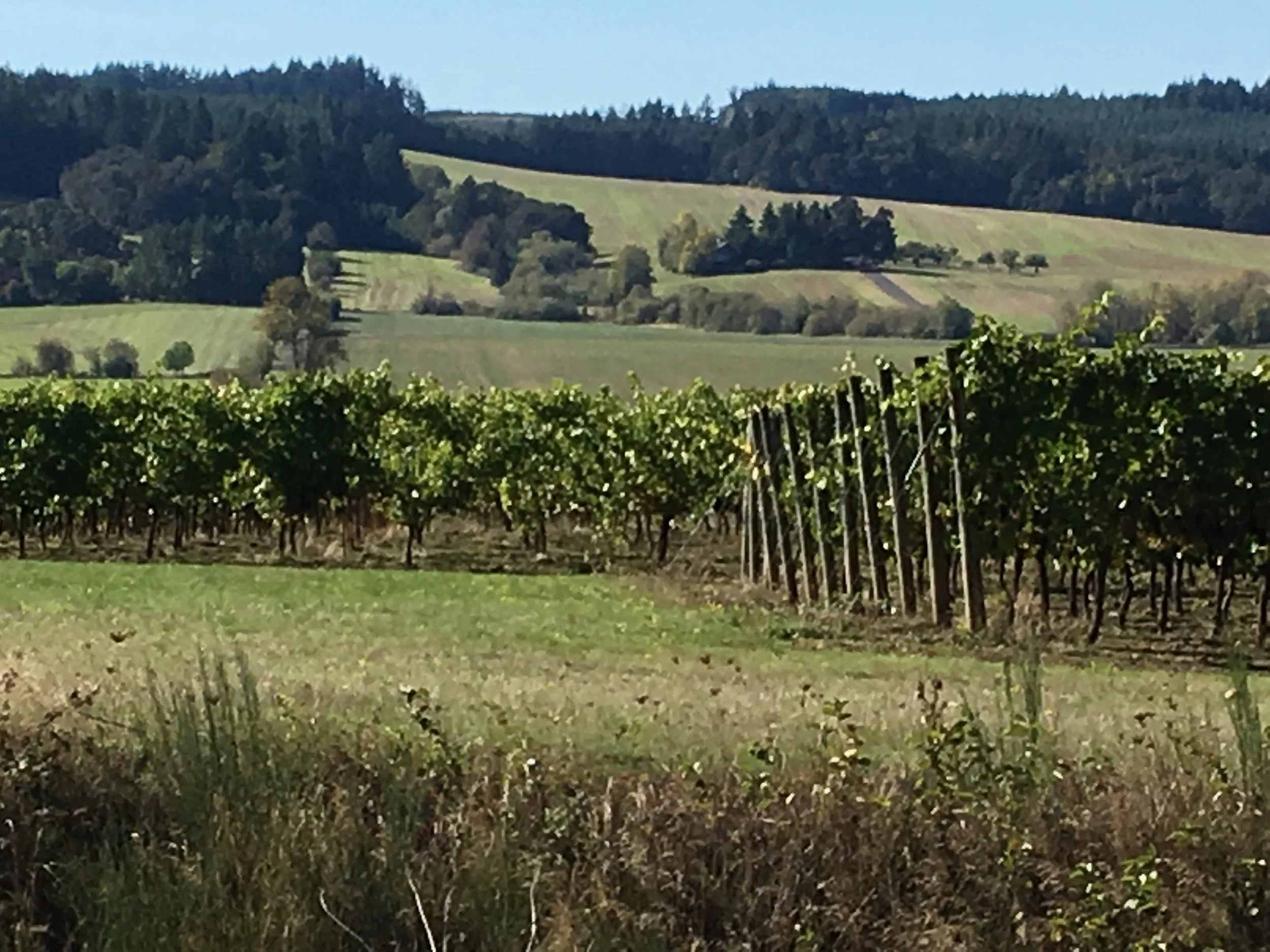 Vineyard with rows of grapevines in the foreground and rolling hills with trees in the background.