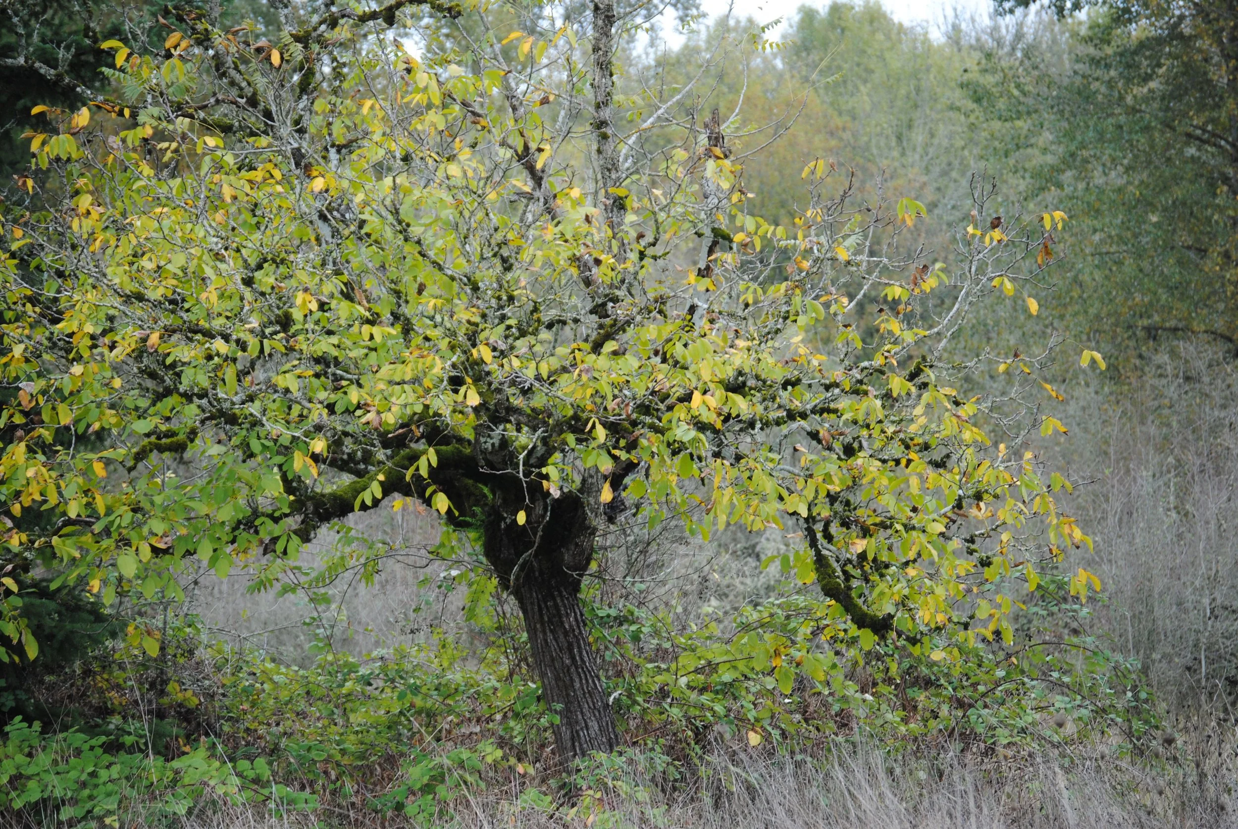 A tree with yellow and green leaves in a natural setting with grass and other trees in the background.