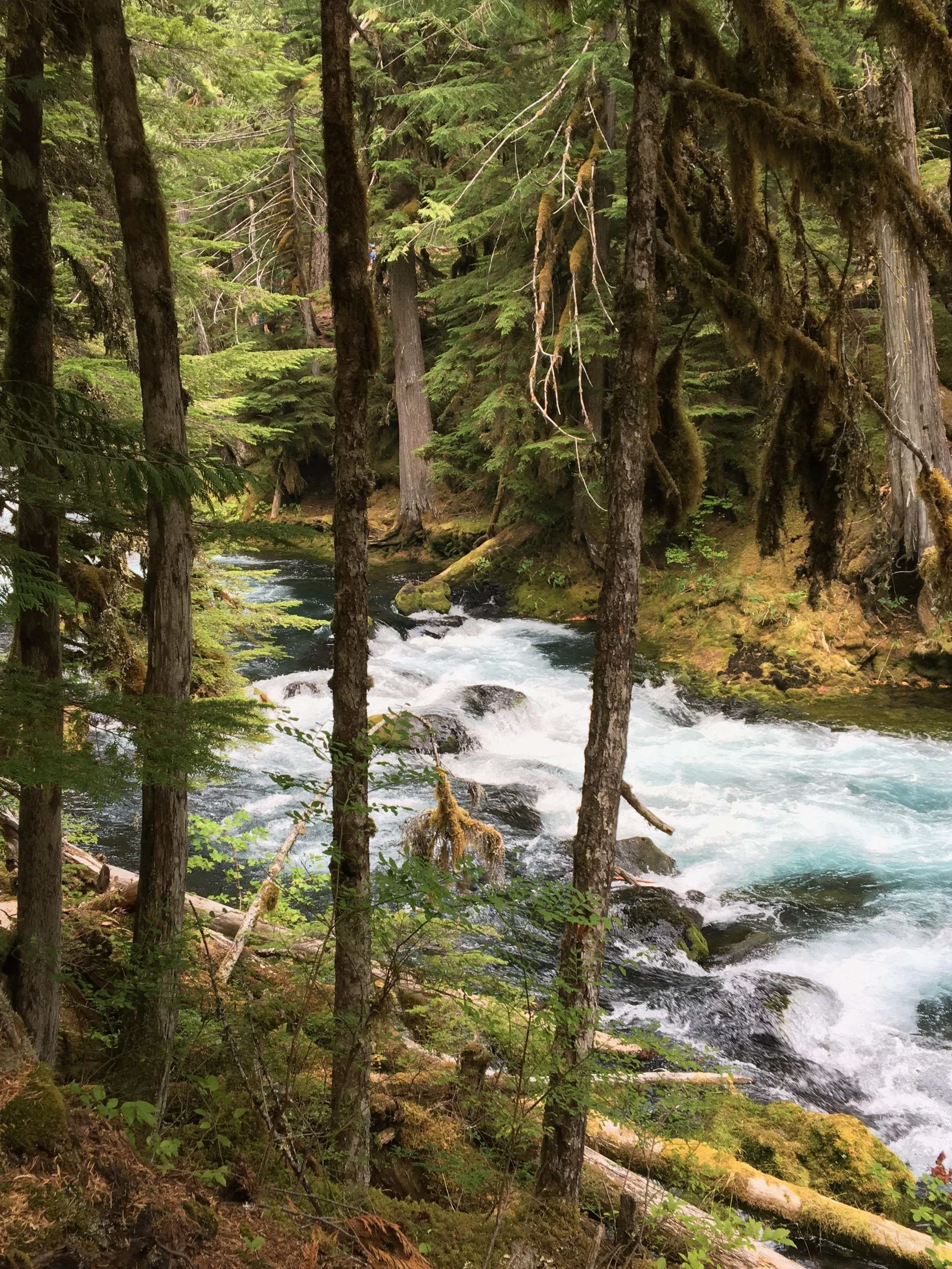 A forest with tall trees and a flowing river surrounded by moss and greenery.