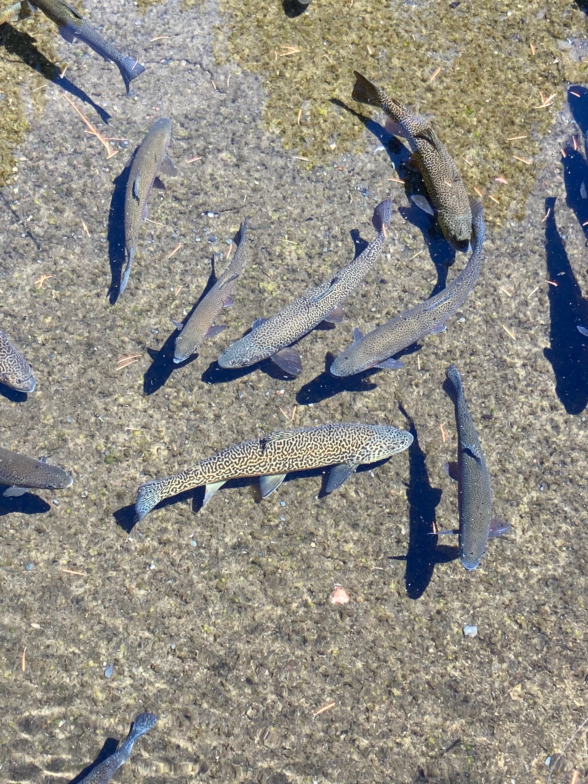 Multiple fish swimming in shallow water on a sandy surface.