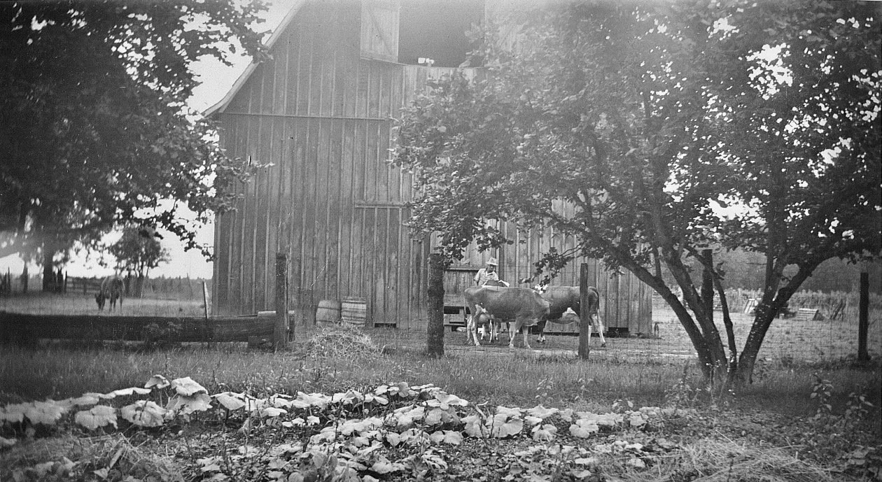 A black and white photo of a farm yard with a barn, a tree, cows, and some barrels.
