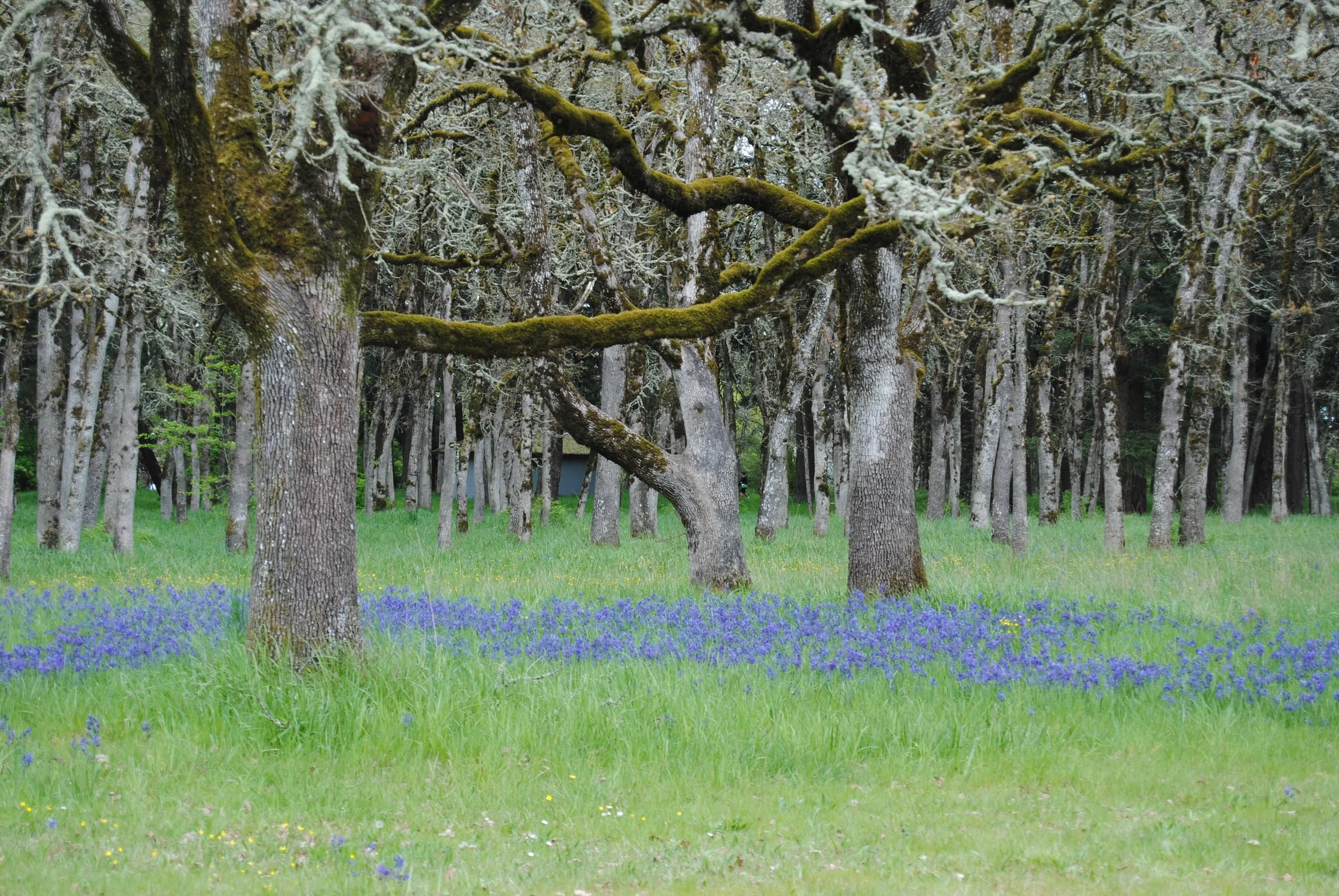 A forest scene with several moss-covered trees and blue wildflowers growing on a grassy ground.