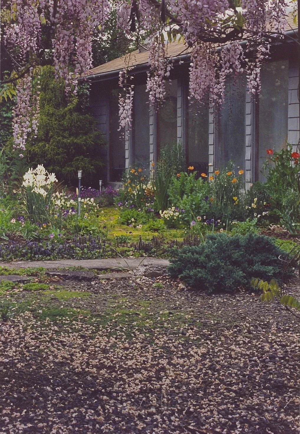 A garden scene in front of a house with a pathway, blooming flowers, and a hanging flowering tree over the walkway.