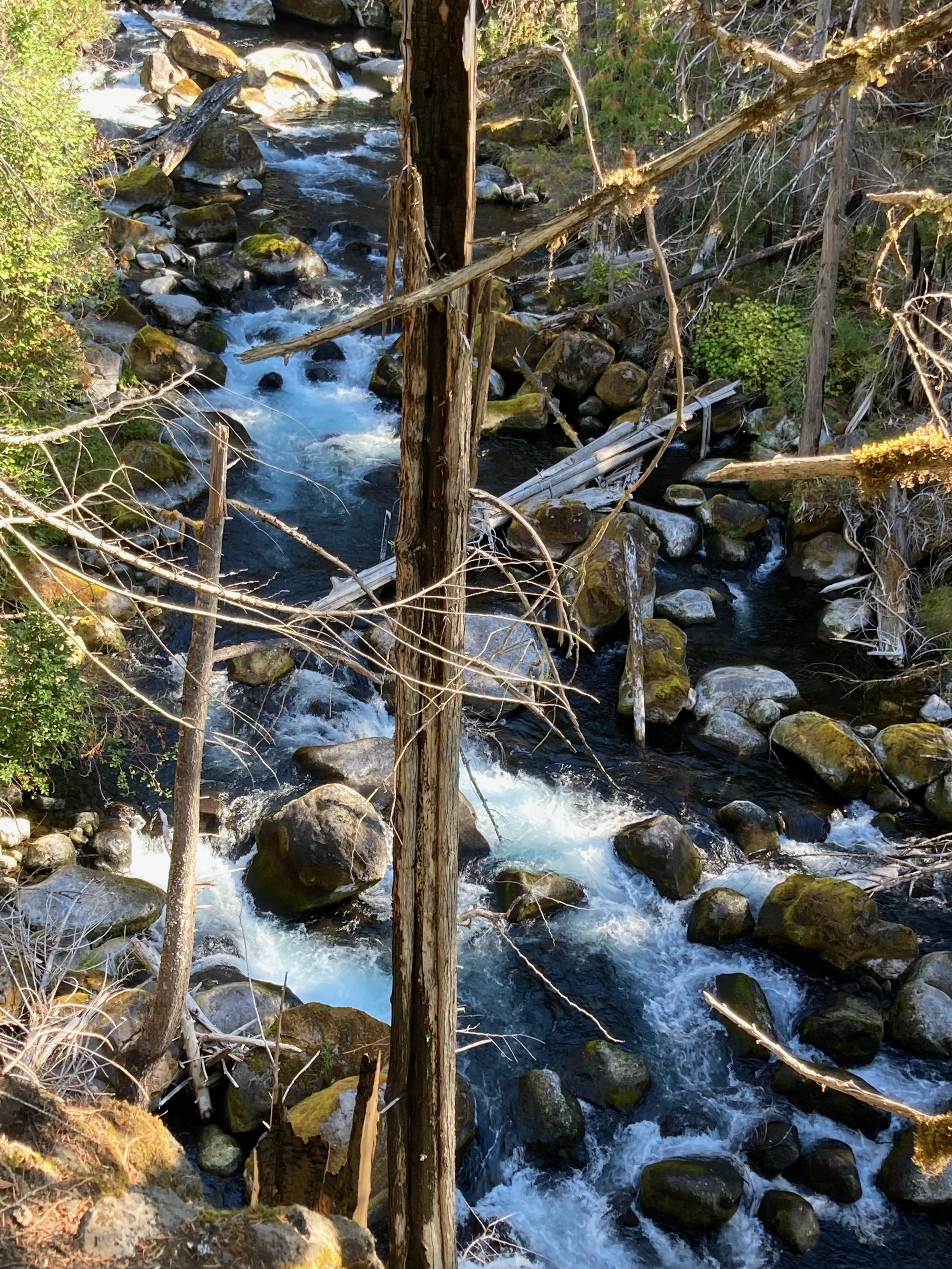 Stream flowing through a forest with rocks and fallen trees.