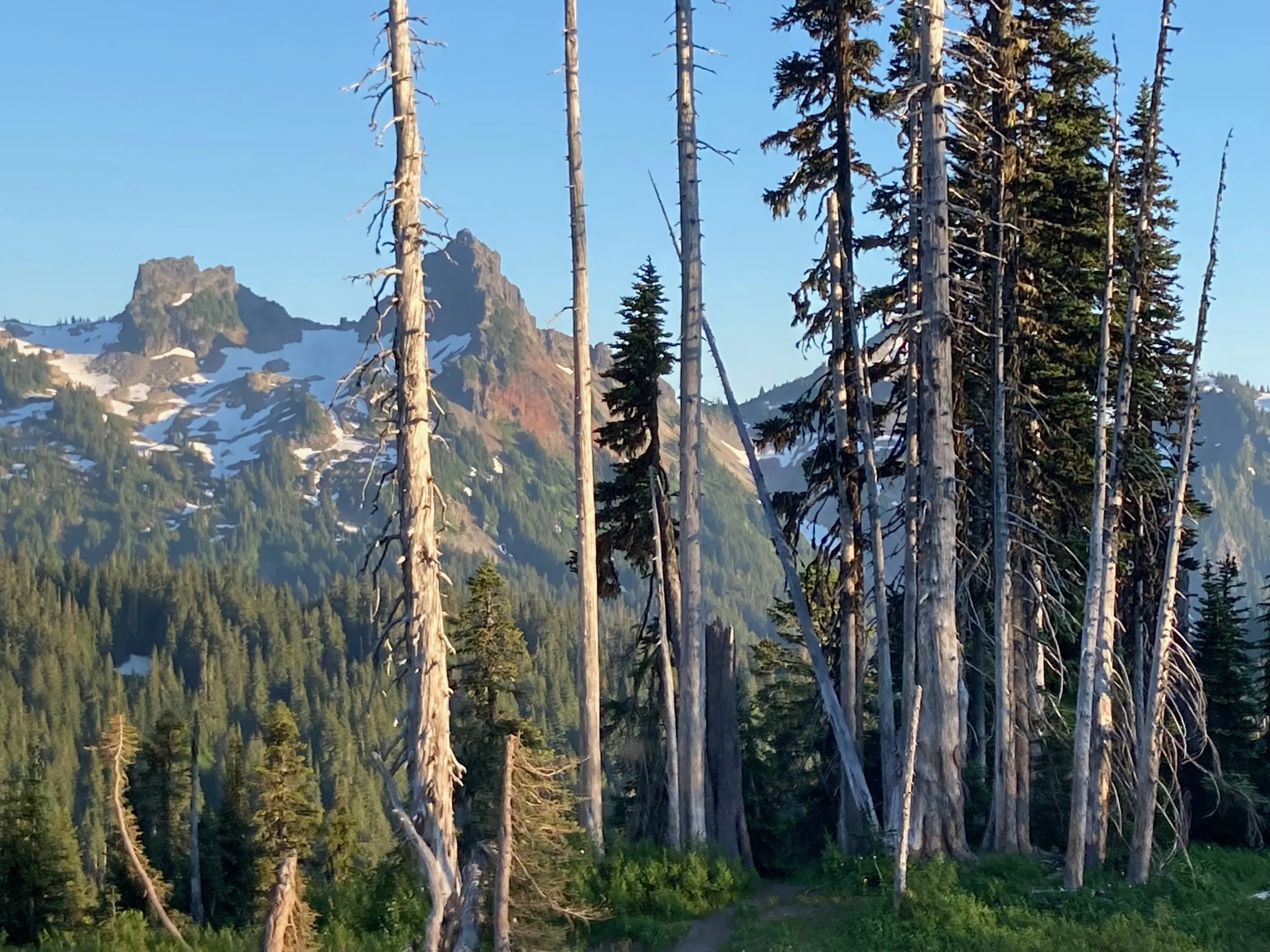 A forest of tall trees with mountains in the background, some with patches of snow, under a clear blue sky.