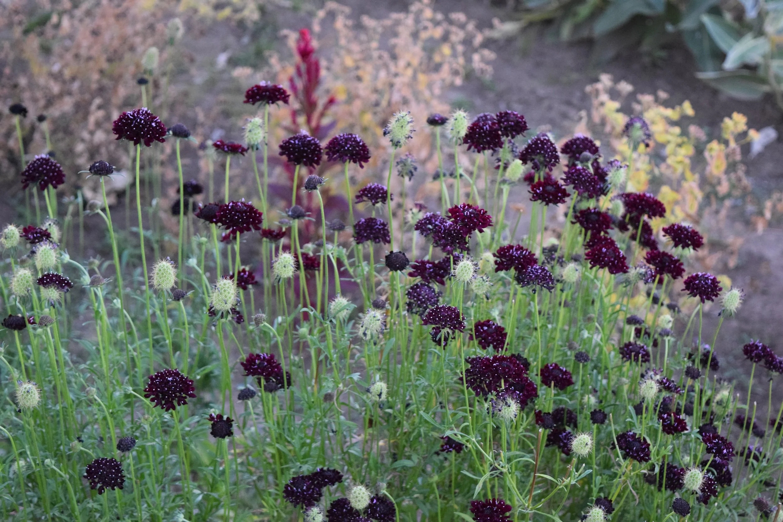 Cluster of dark purple and white spherical flowers on tall green stems in a garden setting.