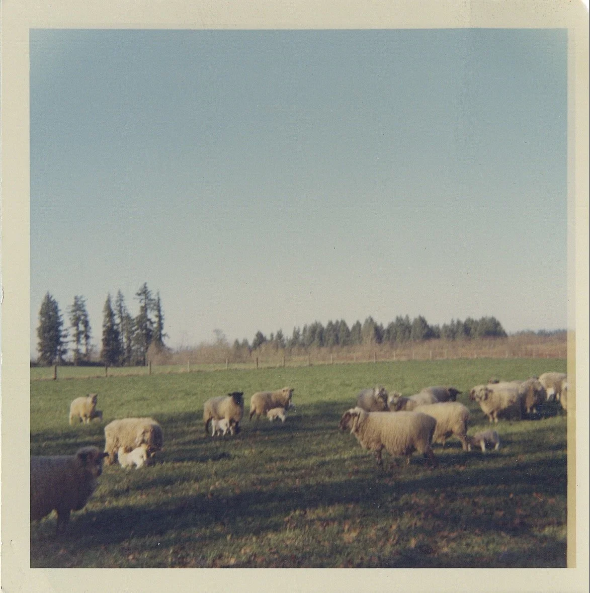 A herd of sheep grazing on a green field under a clear sky, with trees in the background.