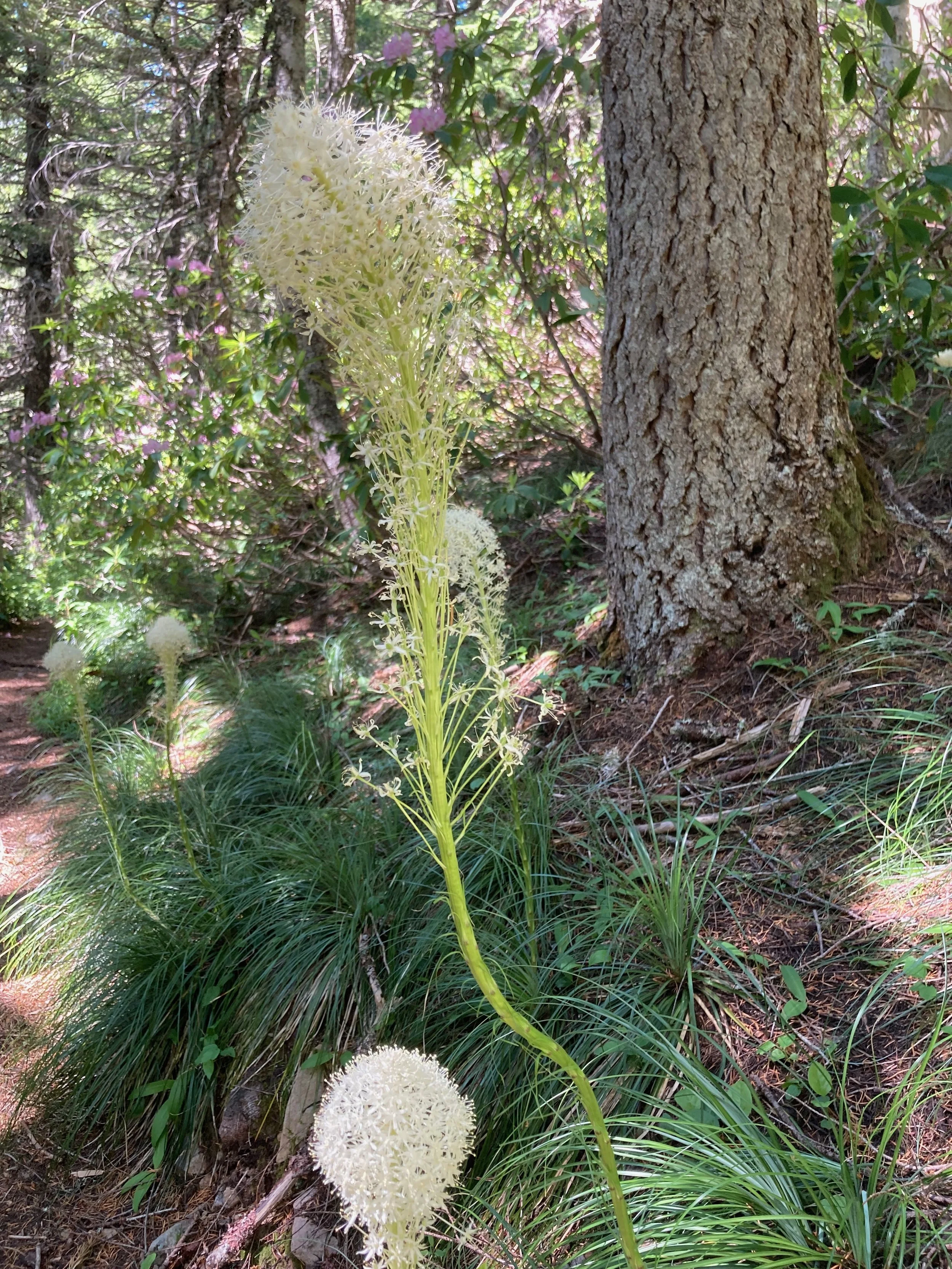 Wildflowers growing in a forested area, including a tall white spiky flower and large green leaves around the base.