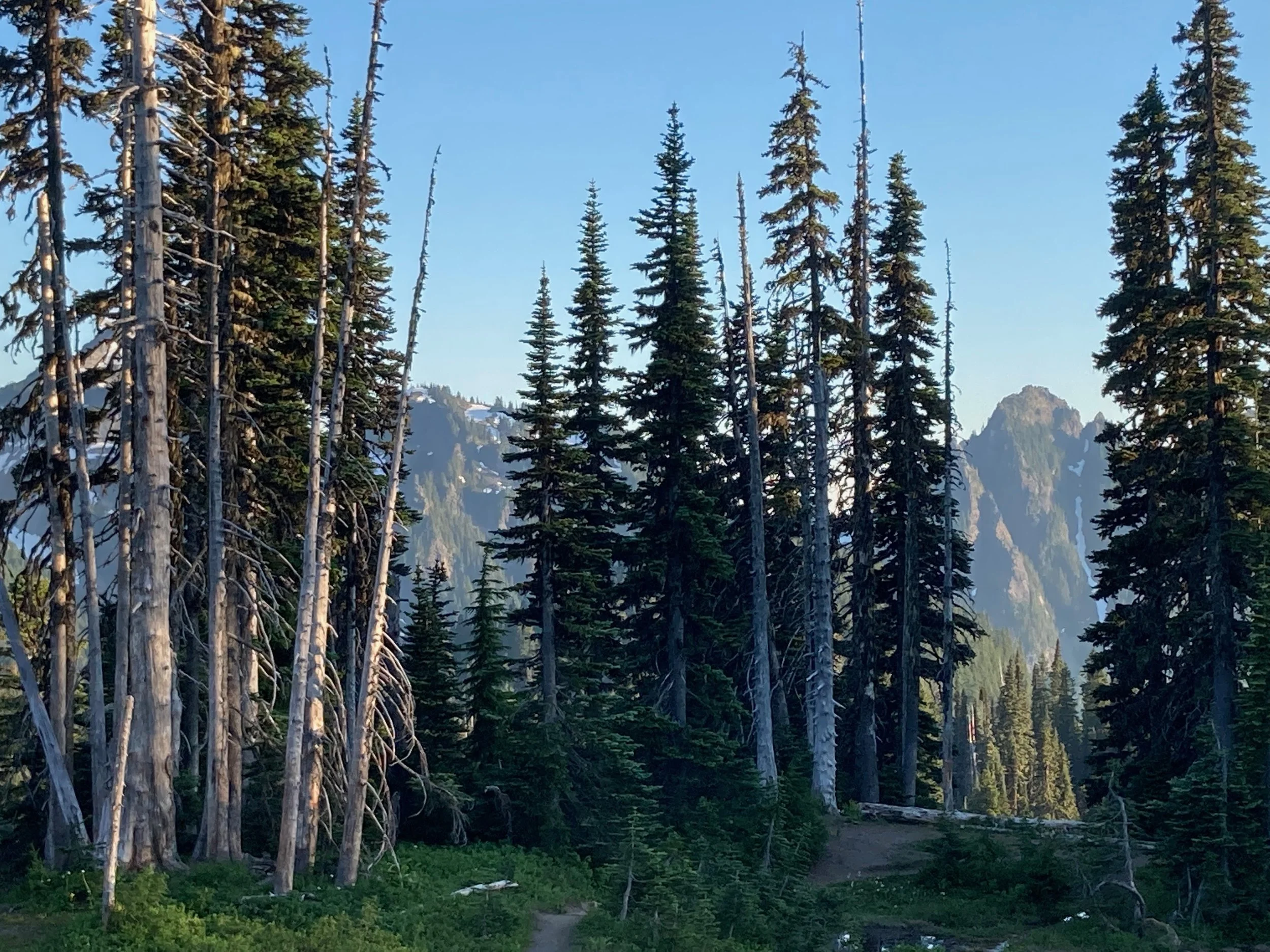 A forest scene with tall pine trees, some dead or leaning, with mountains in the background and a dirt trail in the foreground.