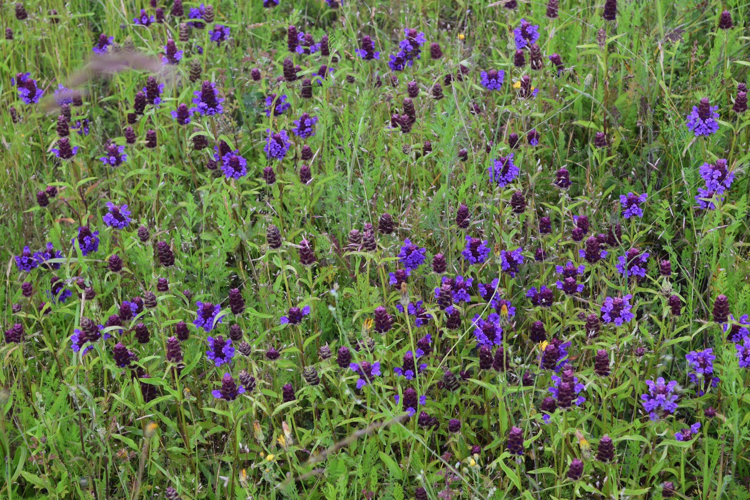 A field of green grass with purple and dark purple flowers growing amid the grass.